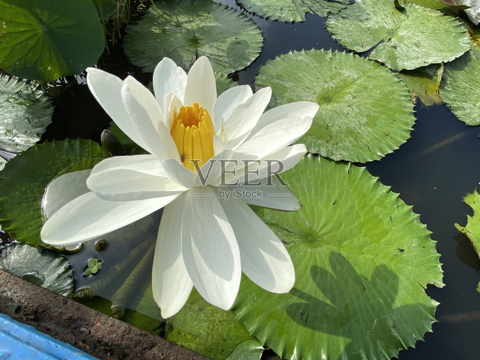 白色的莲花照片摄影图片