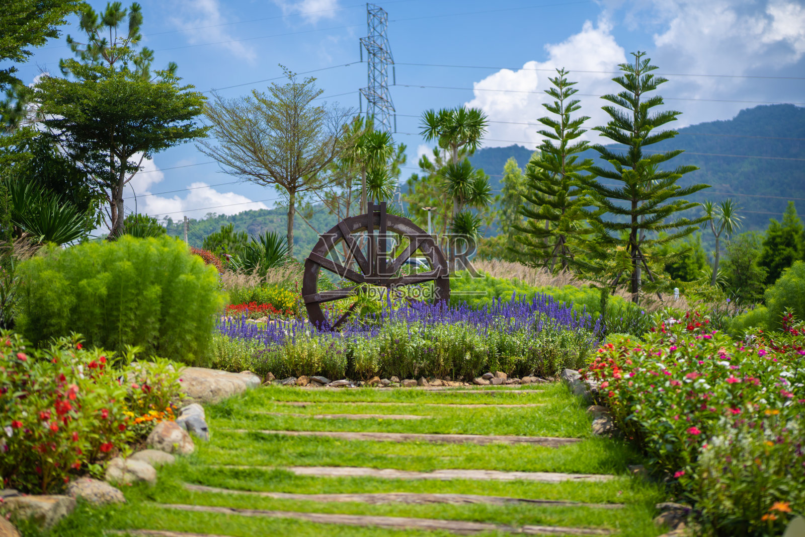 春天的花朵在花园里照片摄影图片