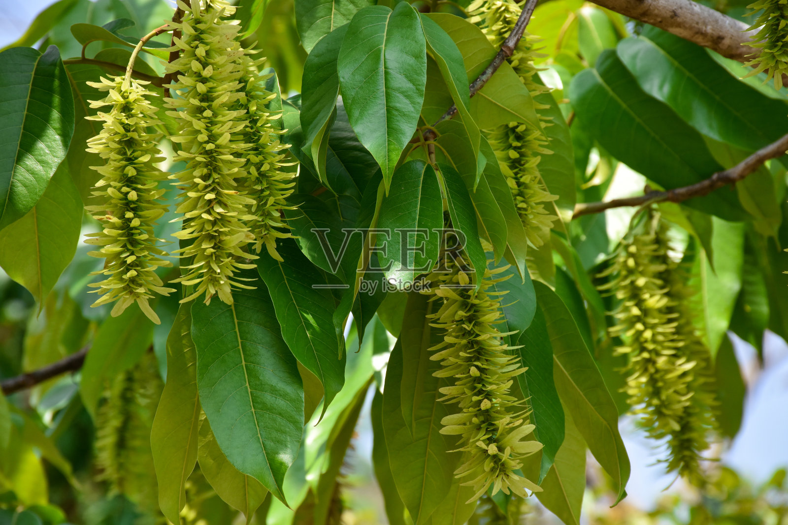 龙脑是一种小翅树。照片摄影图片