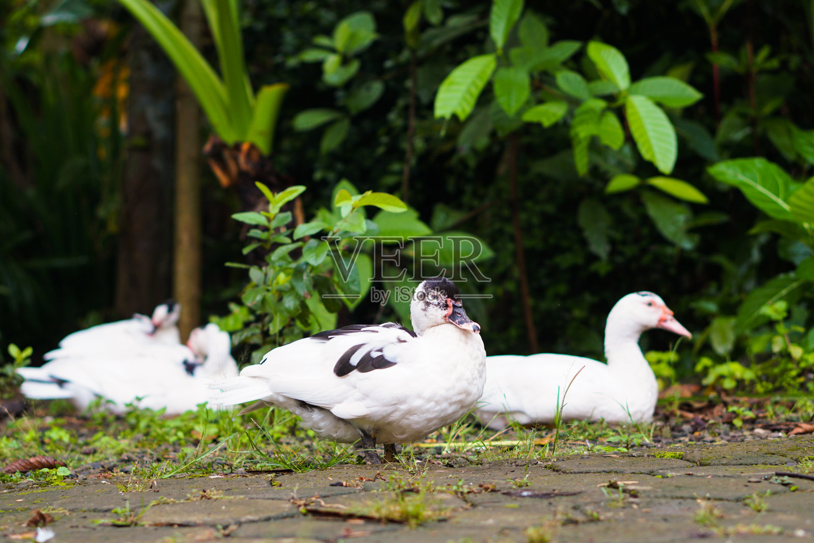 白色的鸭子照片摄影图片