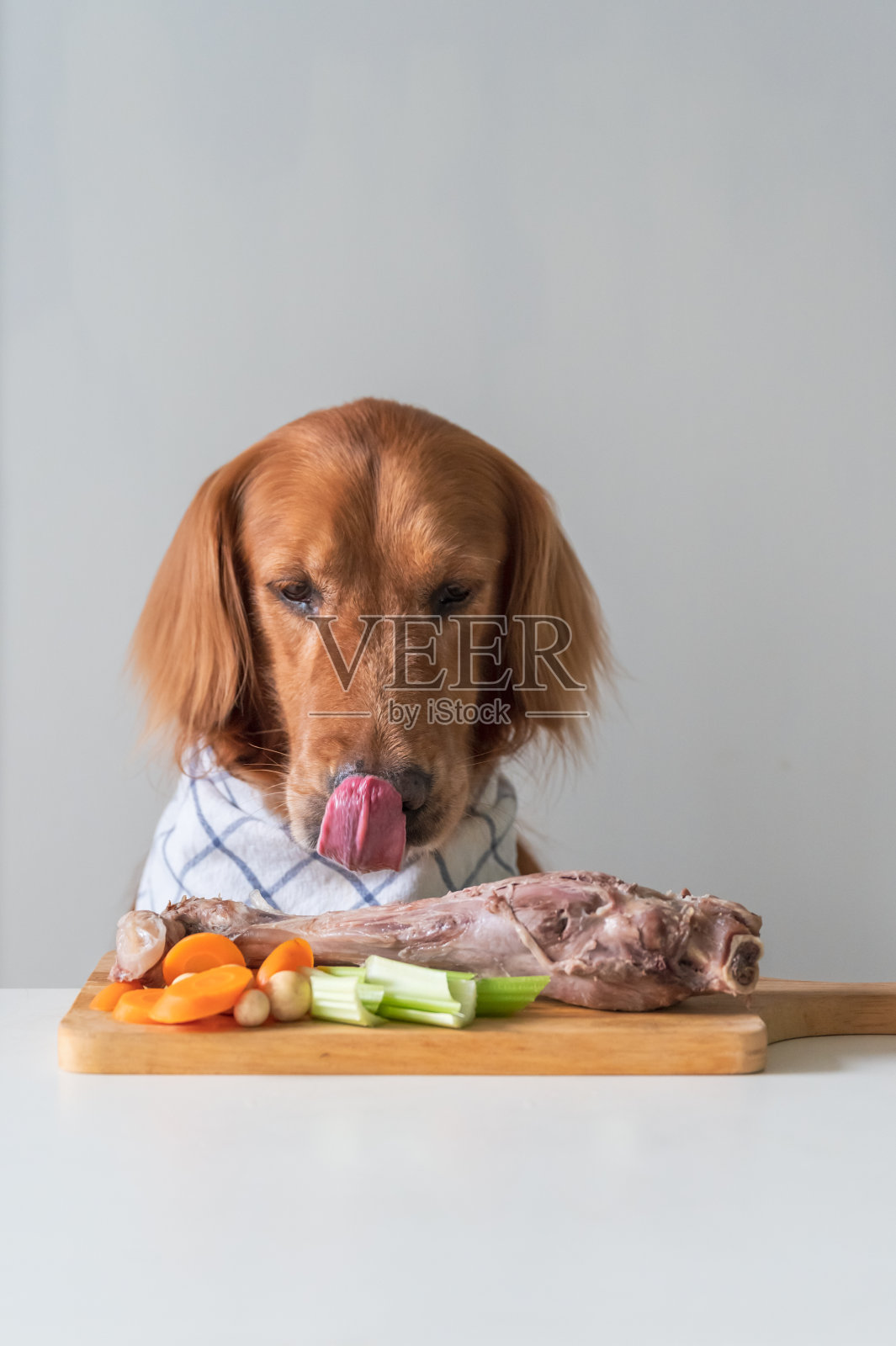 金毛猎犬看着食物，舔着舌头照片摄影图片