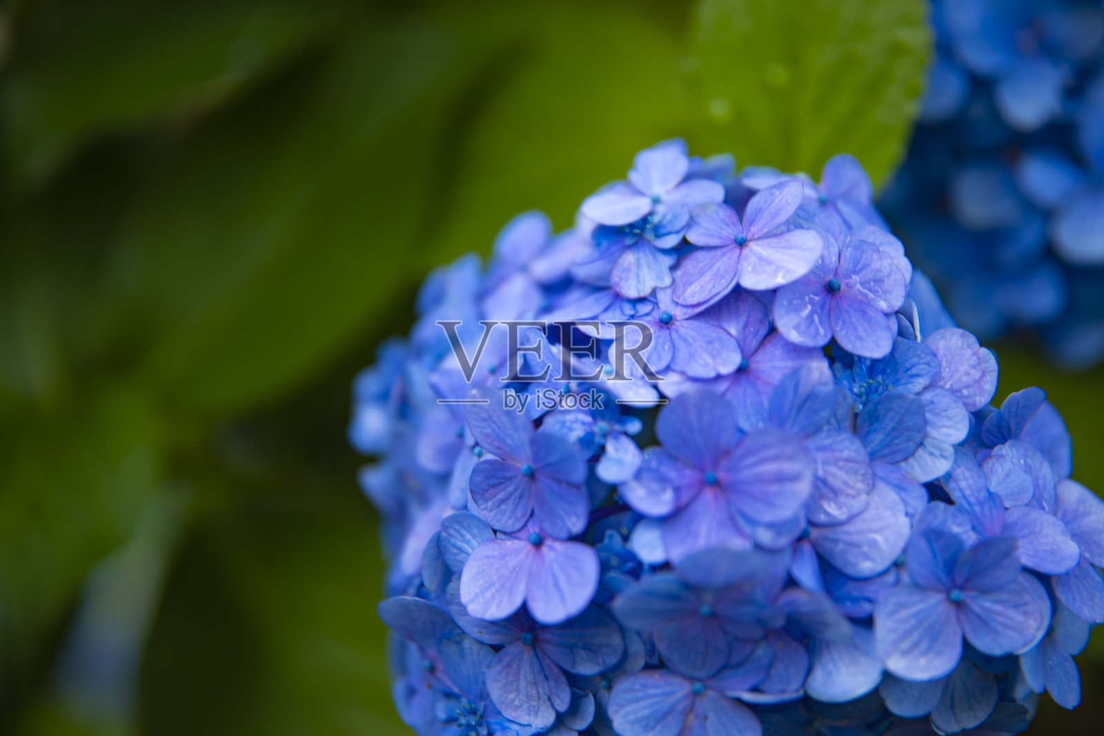 绣球花在日本雨天的花园特写照片摄影图片