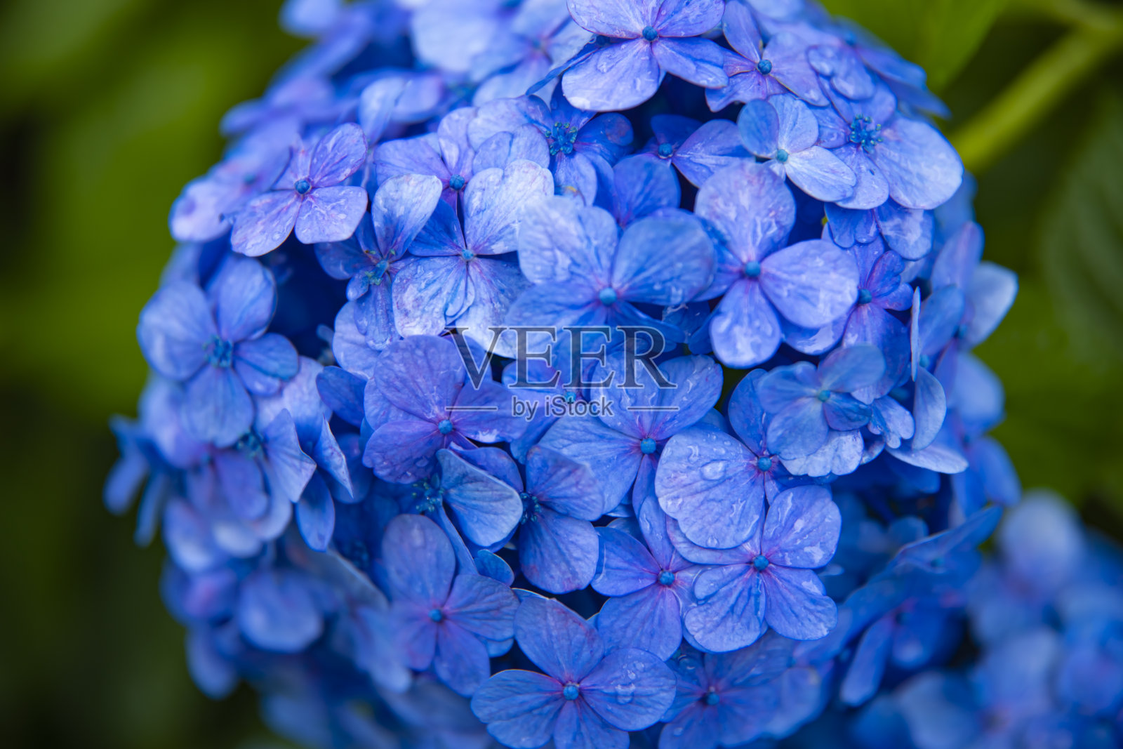 绣球花在日本雨天的花园特写照片摄影图片