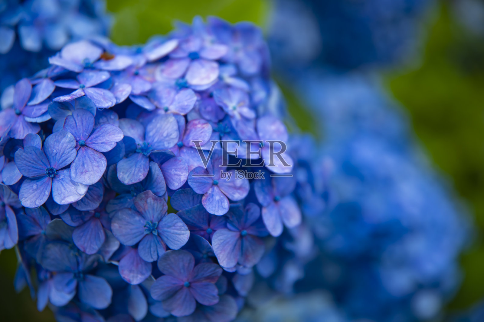 绣球花在日本雨天的花园特写照片摄影图片