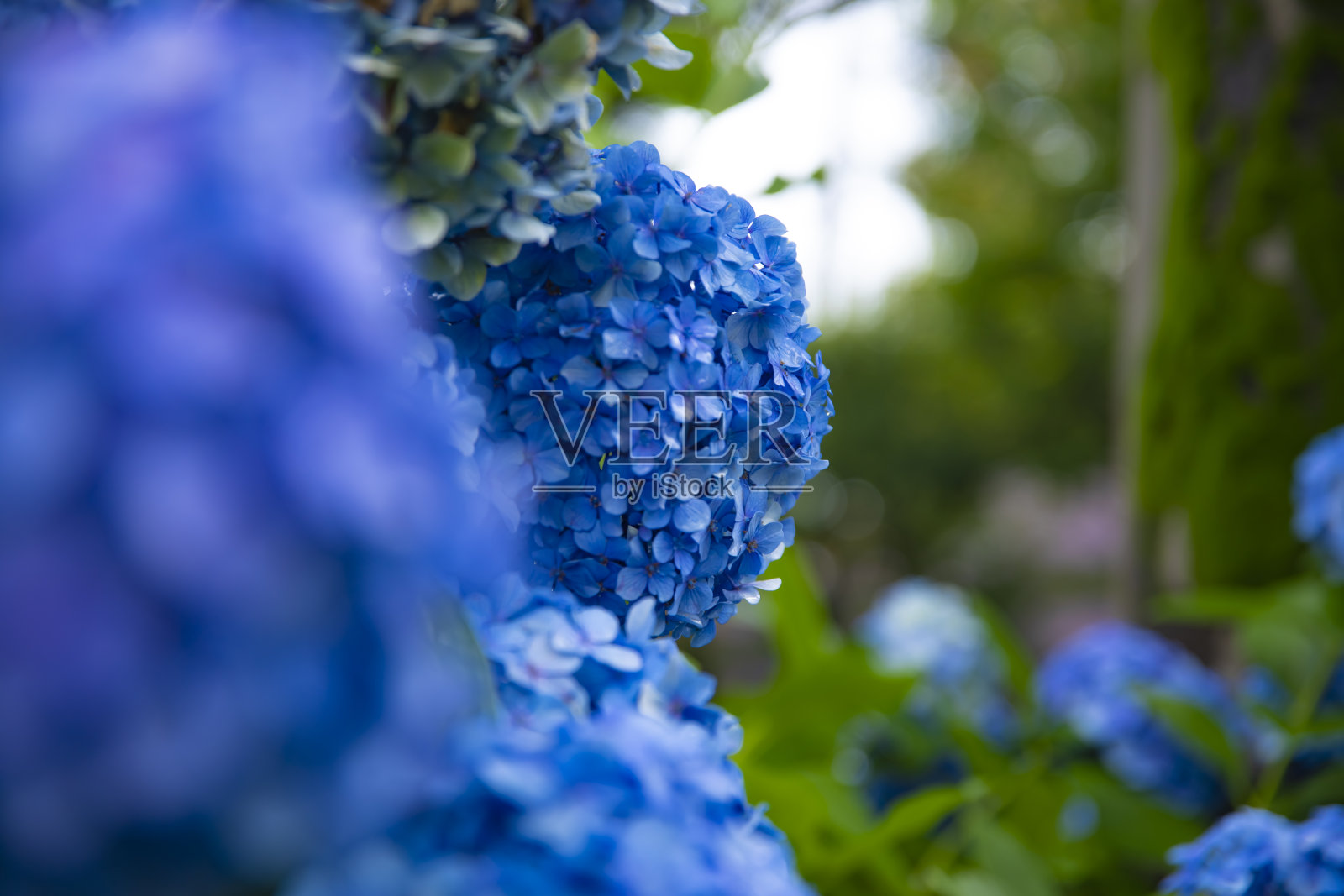 绣球花在日本雨天的花园特写照片摄影图片