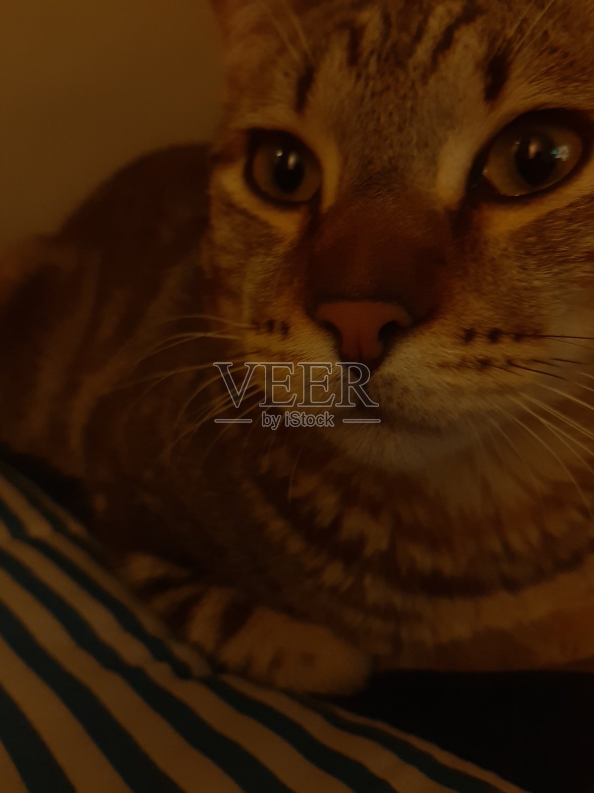 神奇美丽的猫照片摄影图片