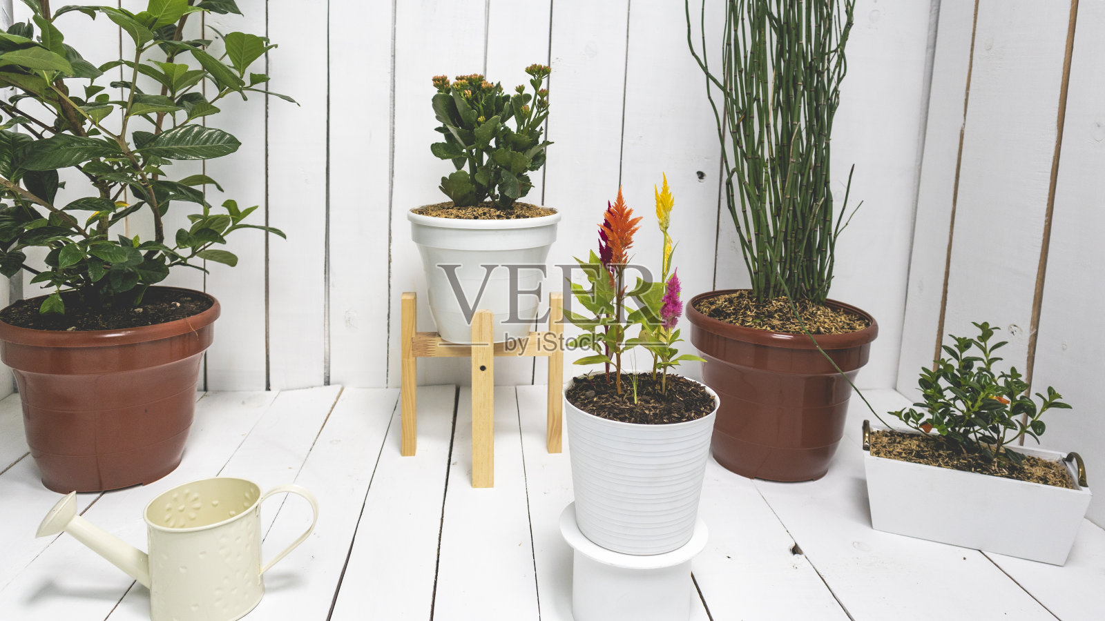 植物，花园和白色照片摄影图片