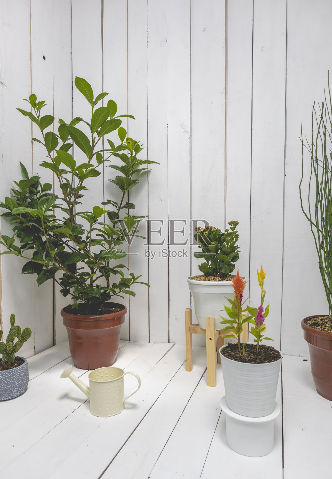 植物，花园和白色照片摄影图片