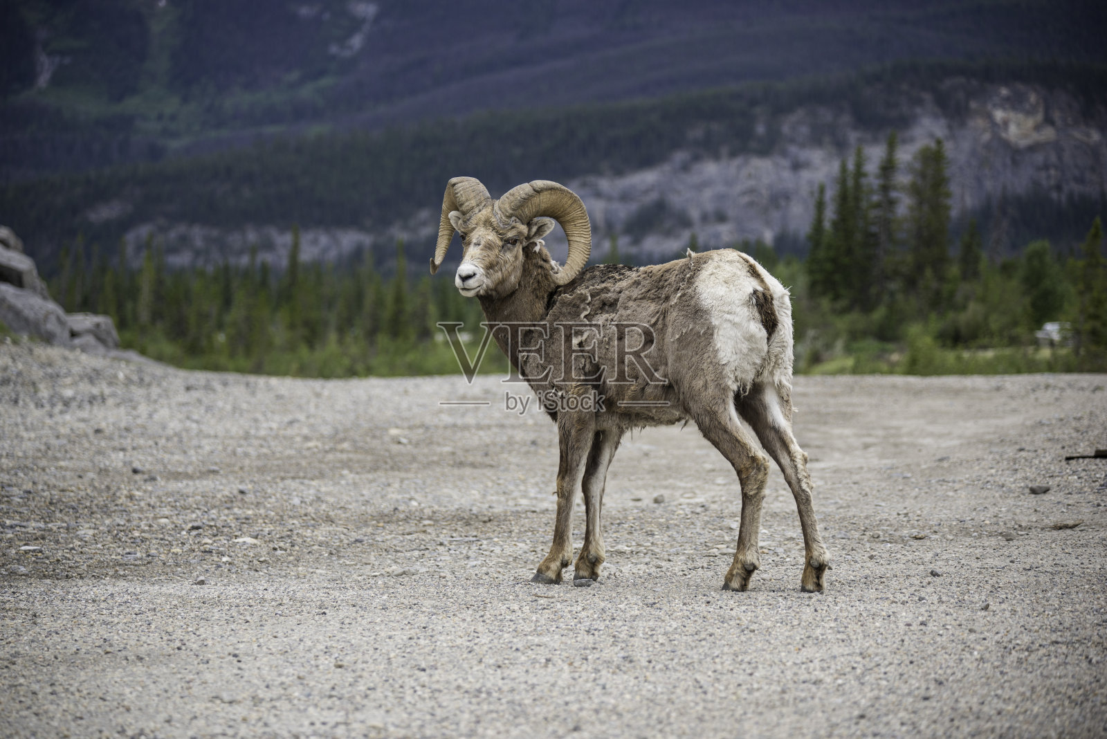 大角羊照片摄影图片