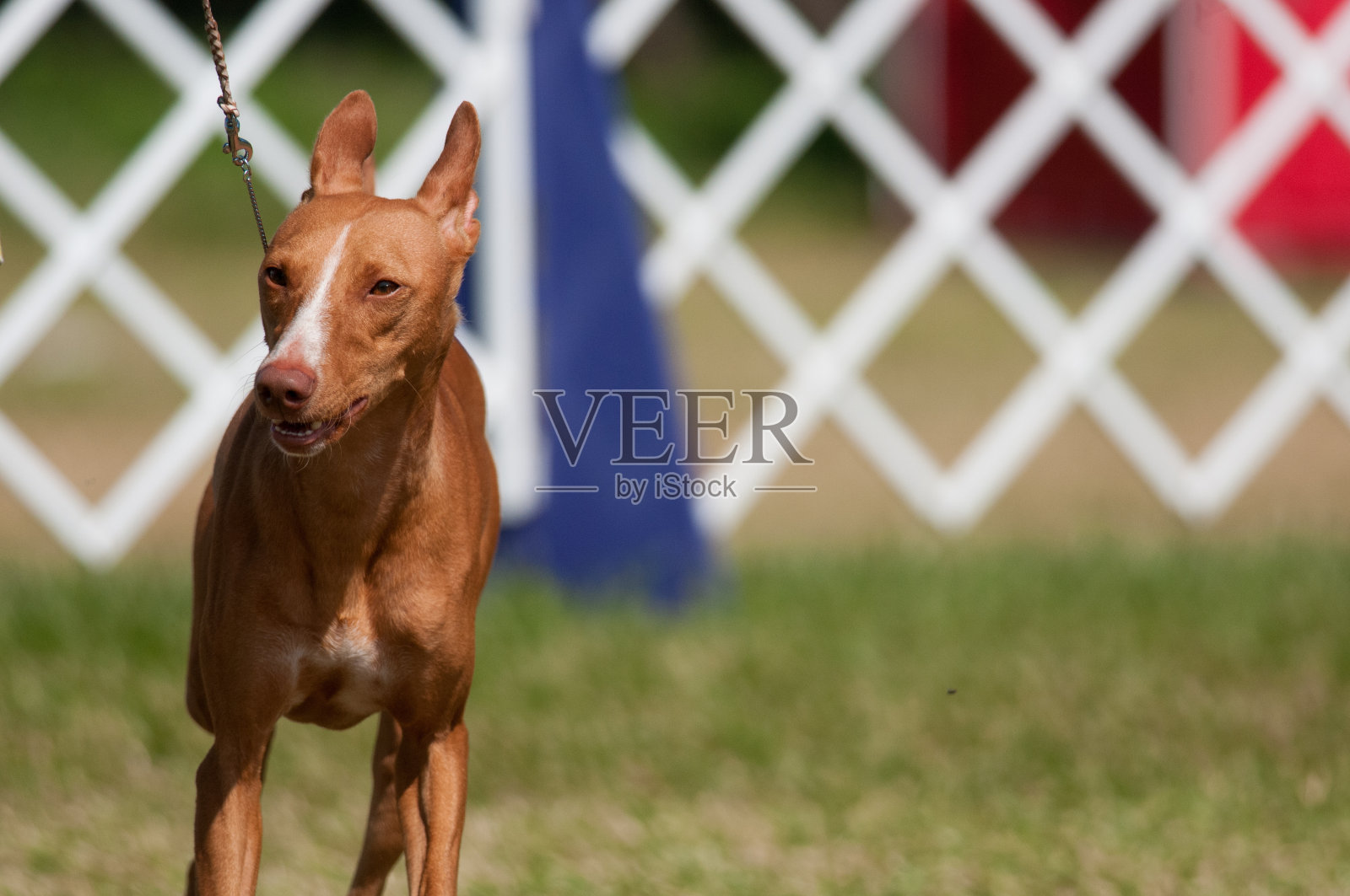 法老猎犬在走秀照片摄影图片