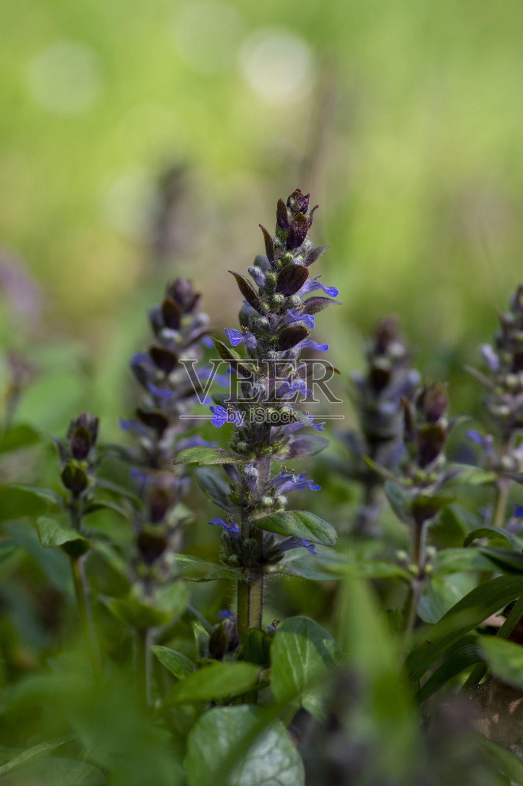 蓝牛角草属春季开花植物，群牛角草花盛开照片摄影图片