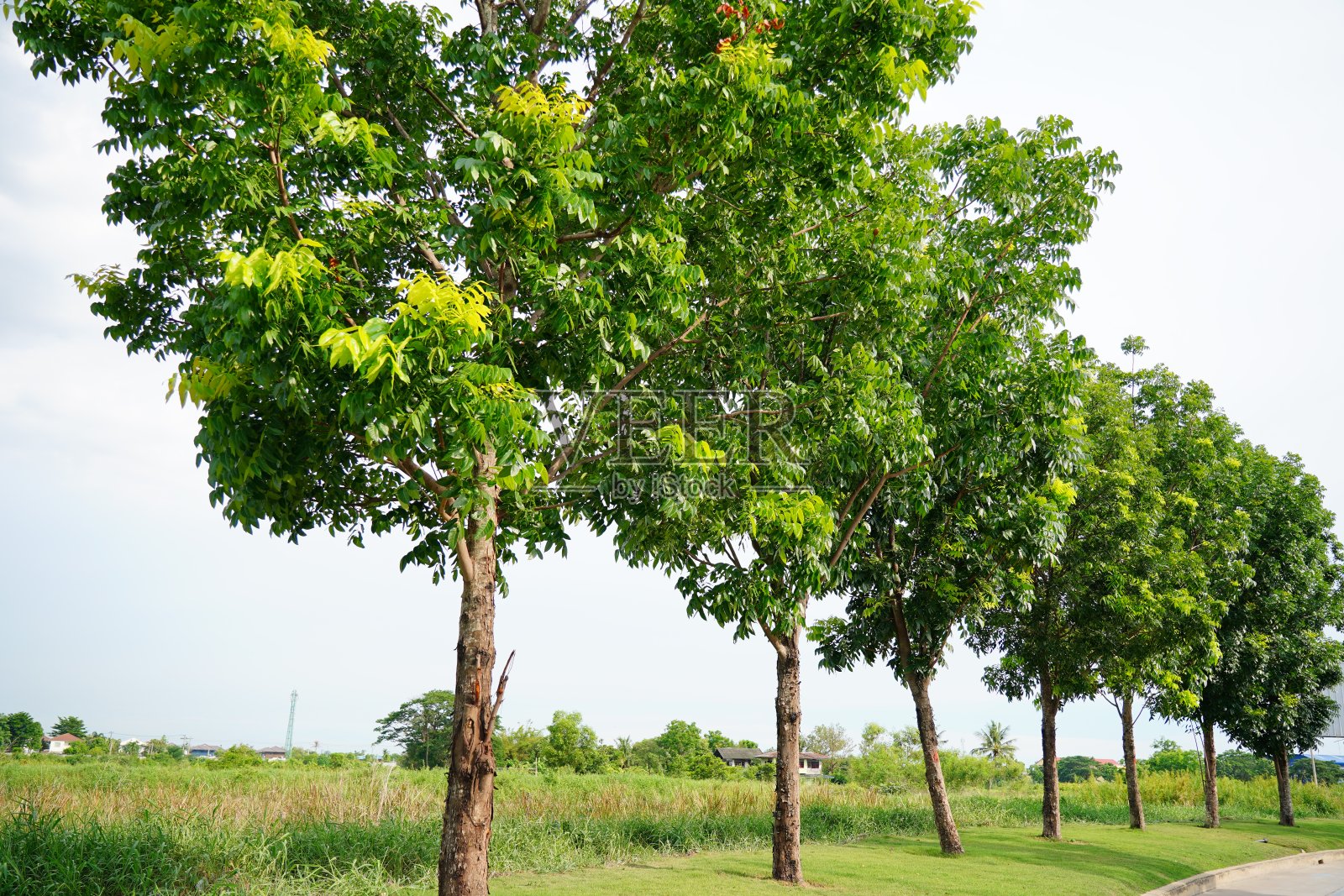 美丽的树，一个清新的公园照片摄影图片