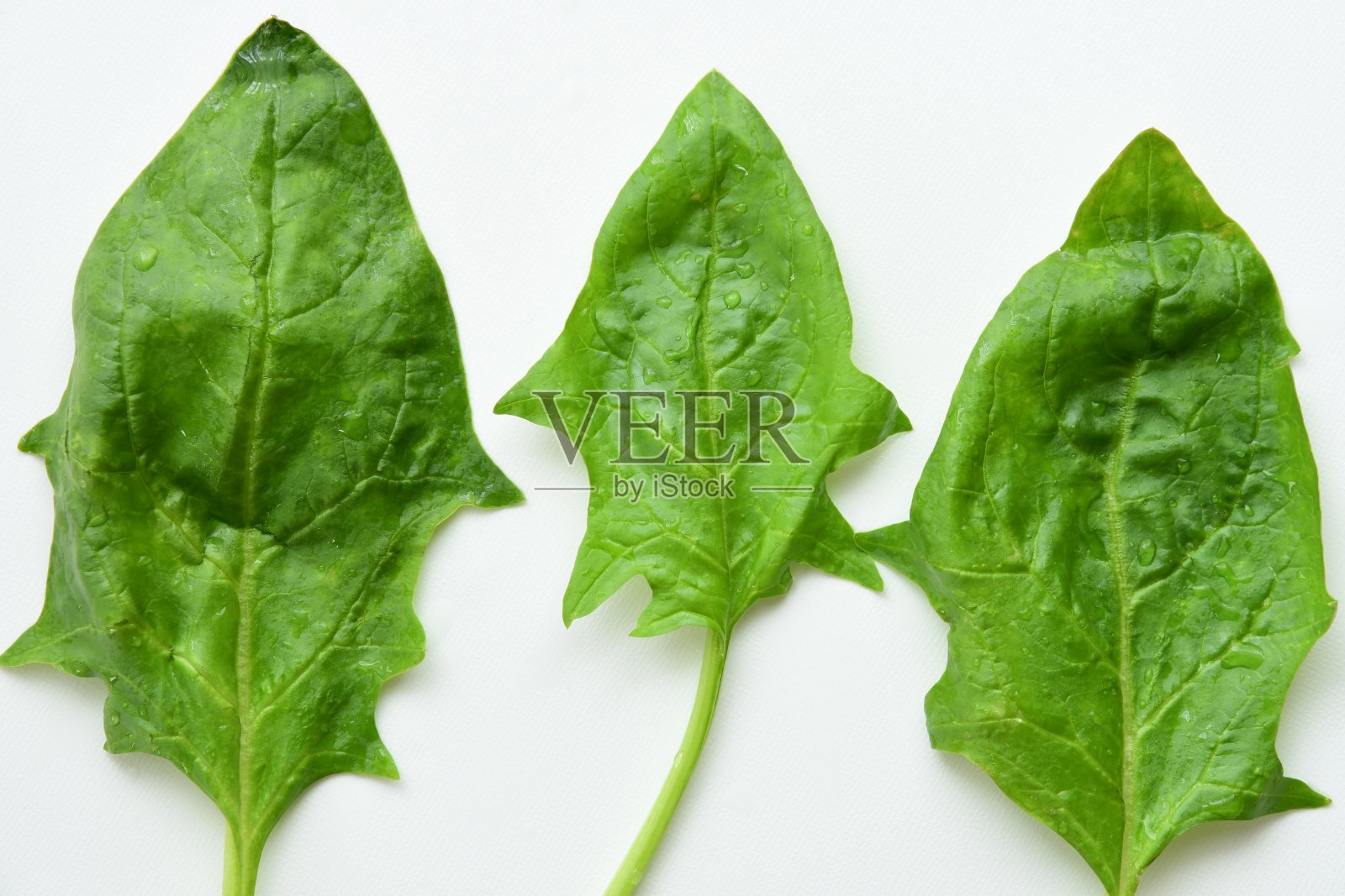 白色背景上的新鲜绿色菠菜。照片摄影图片