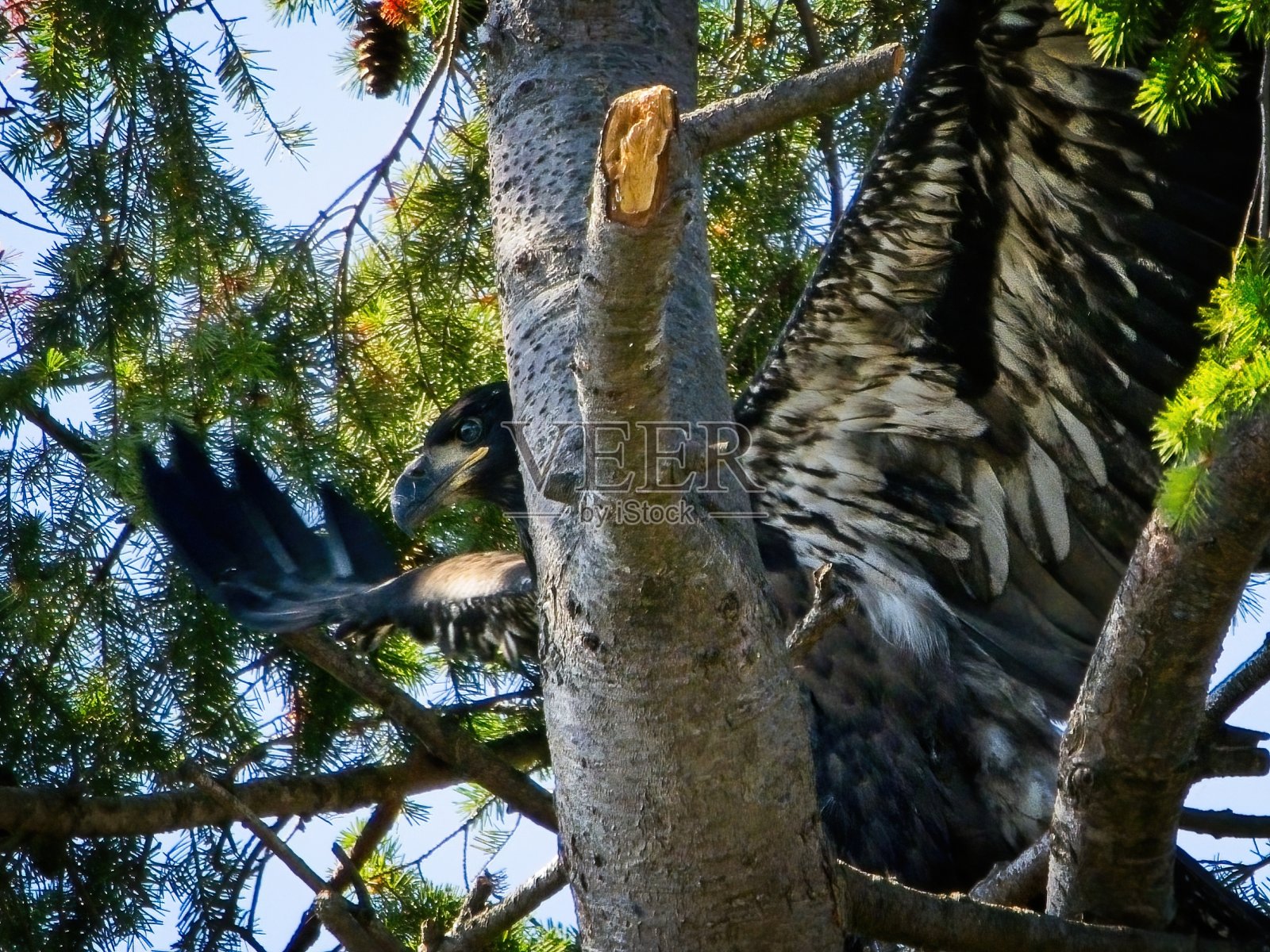 未成年秃鹰照片摄影图片