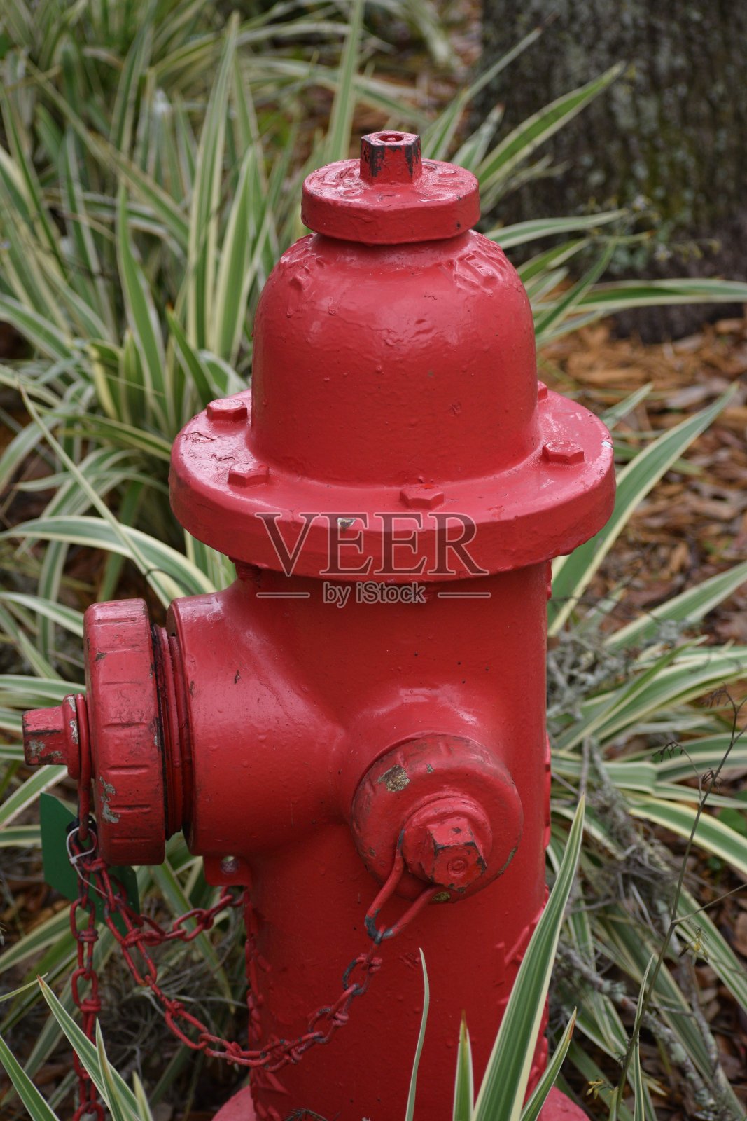 消防栓漆红-花园照片摄影图片