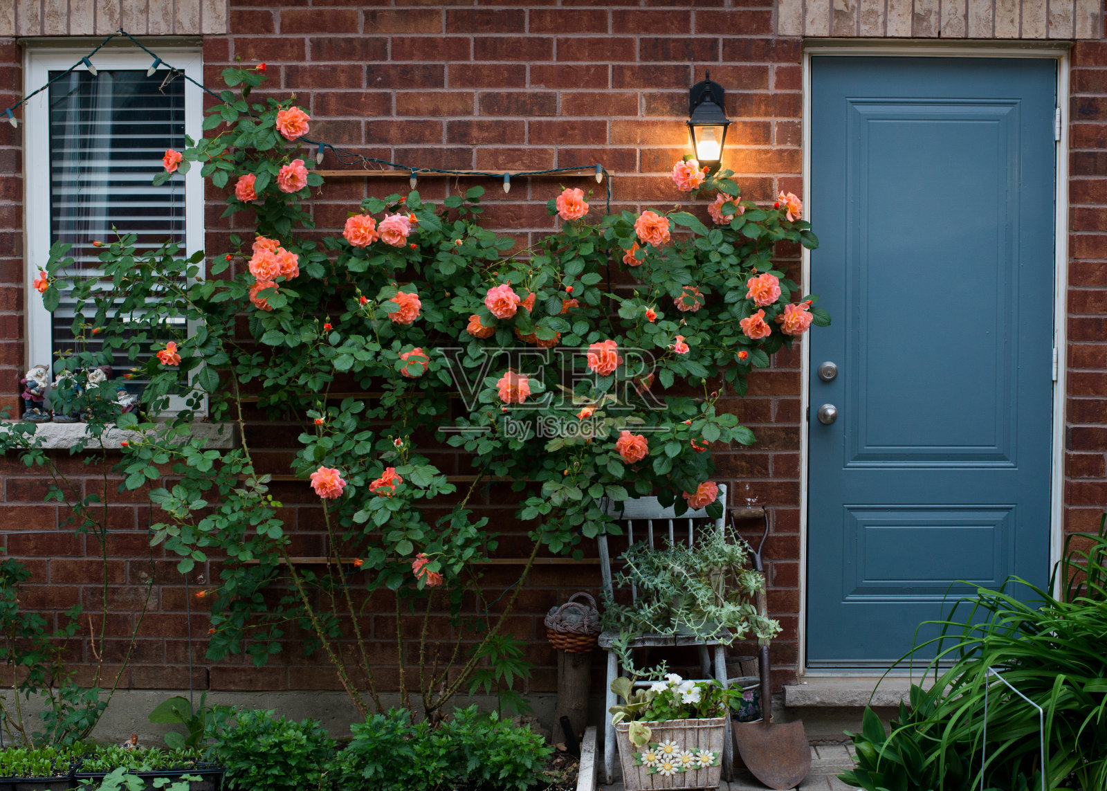 加拿大傍晚的红砖墙上爬满了红色的蔷薇照片摄影图片