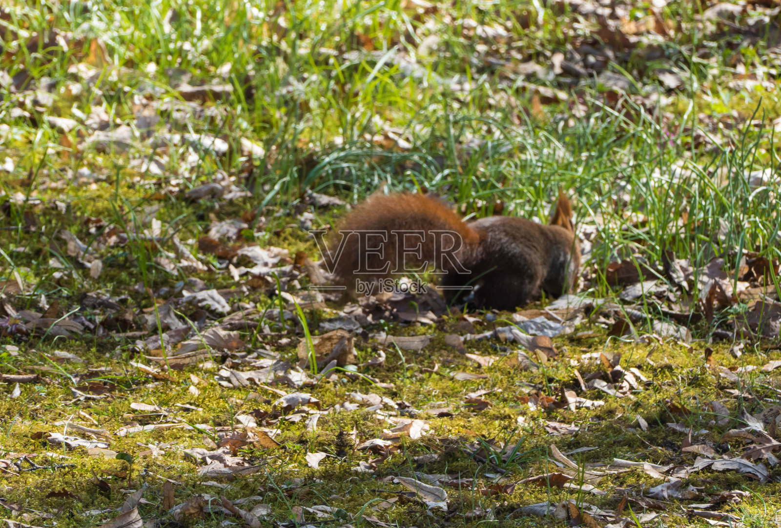 秋季牧场上寻找食物的松鼠照片摄影图片
