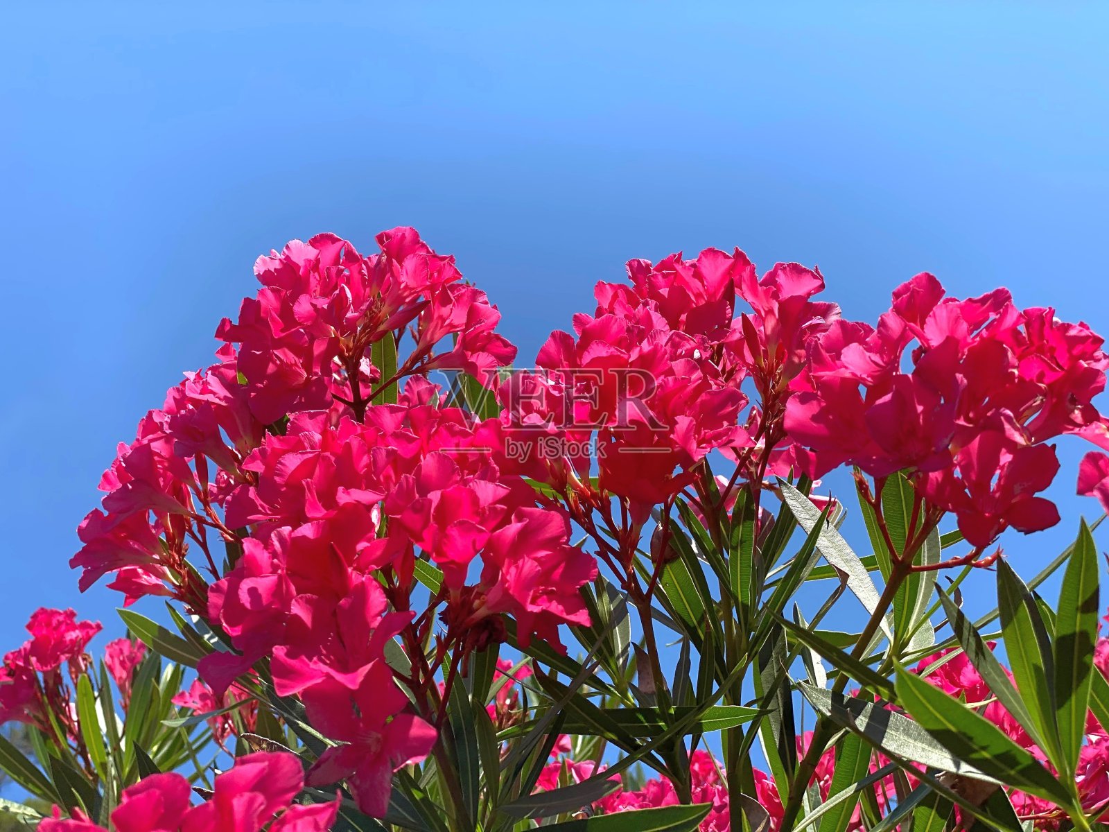 粉红色的杜鹃花映衬着蓝色的天空。夏日多姿多彩的热带大自然。照片摄影图片