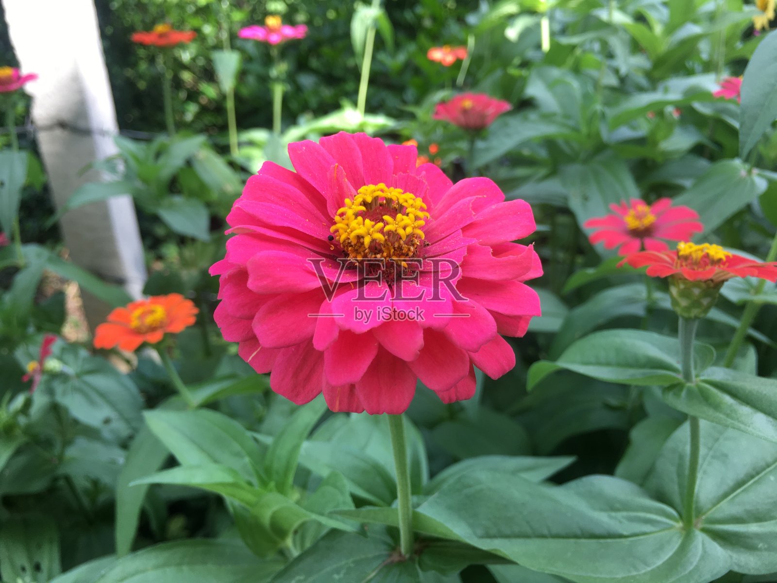 花园里美丽的花照片摄影图片