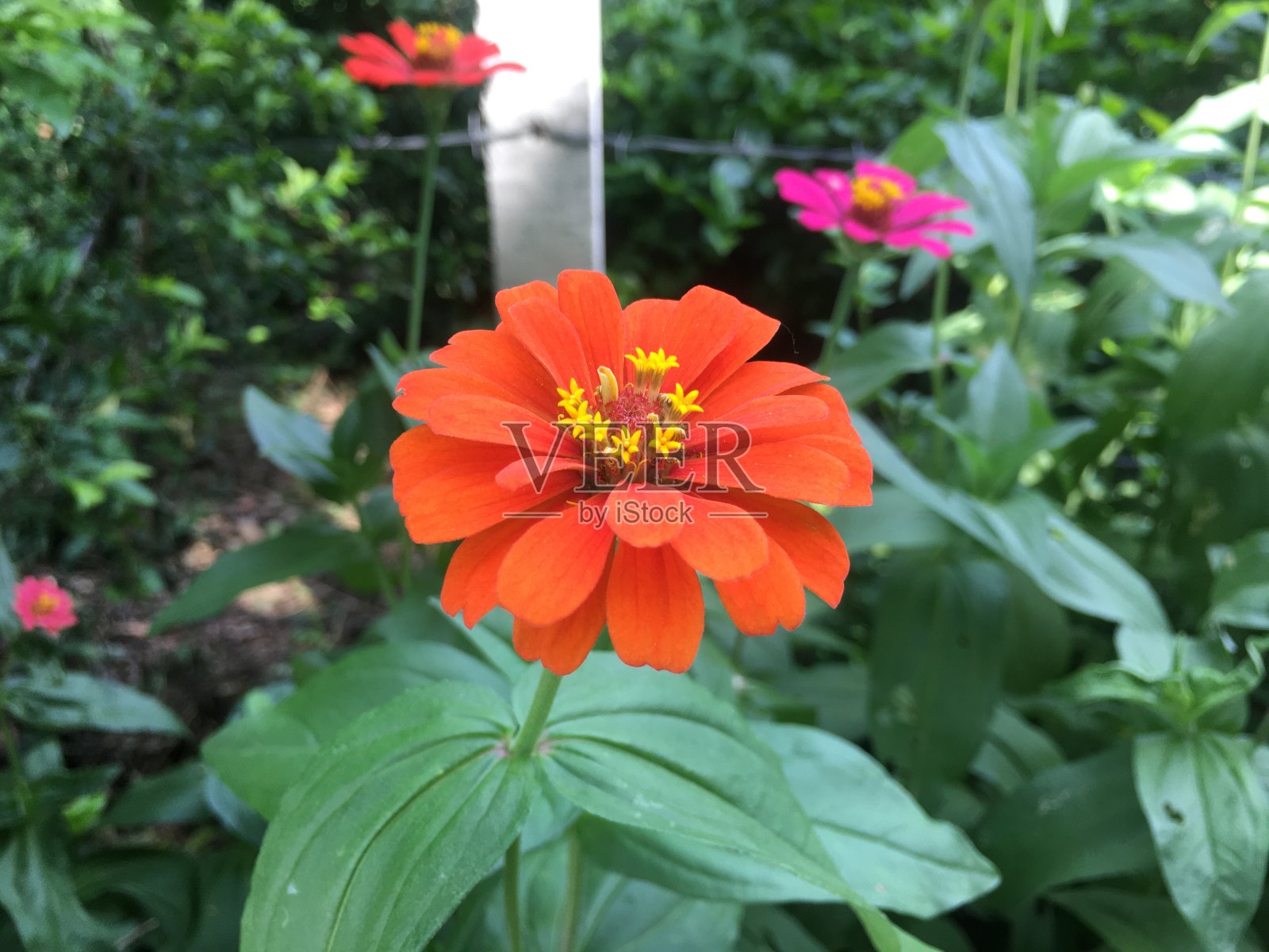 花园里美丽的花照片摄影图片