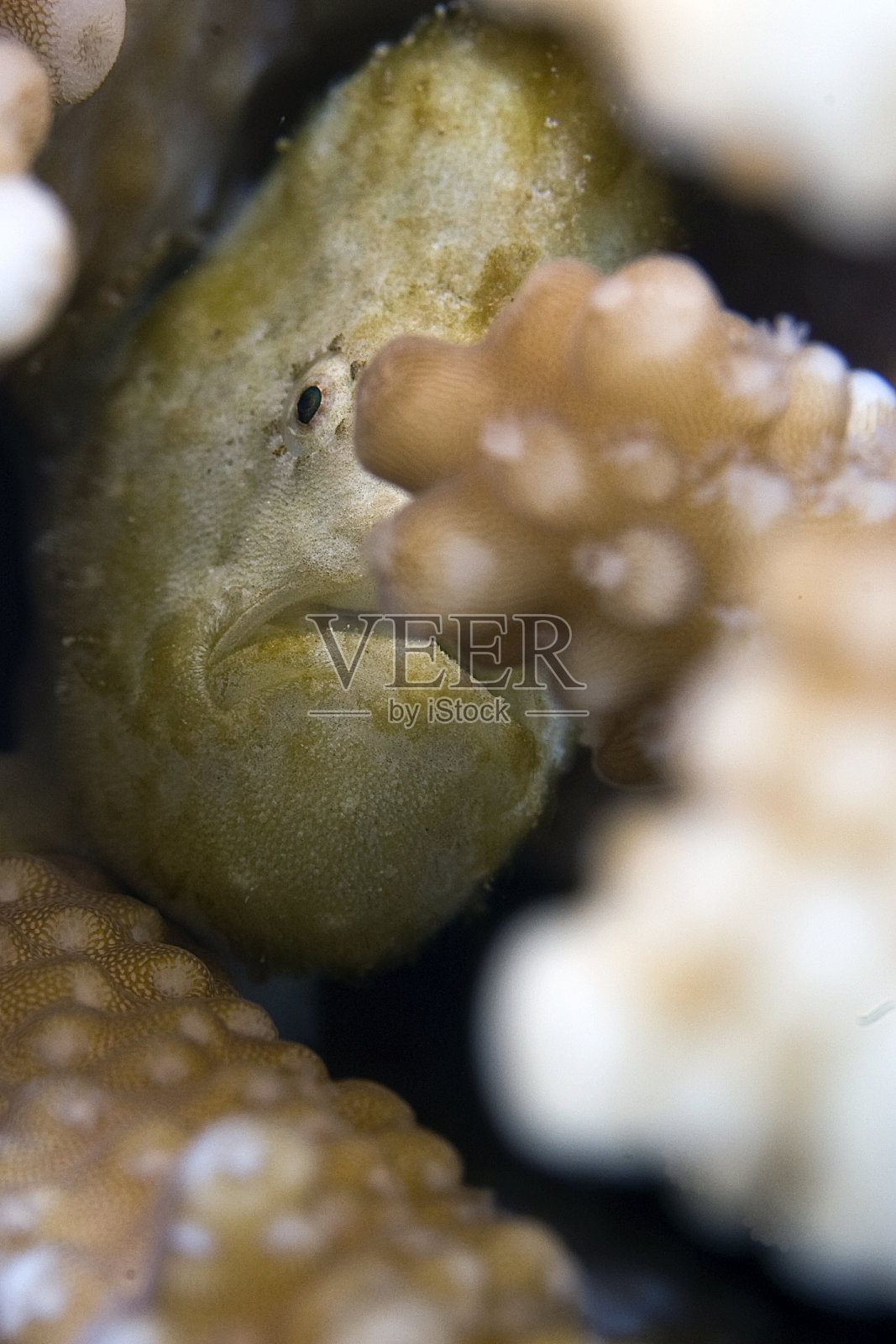 蛙鱼照片摄影图片