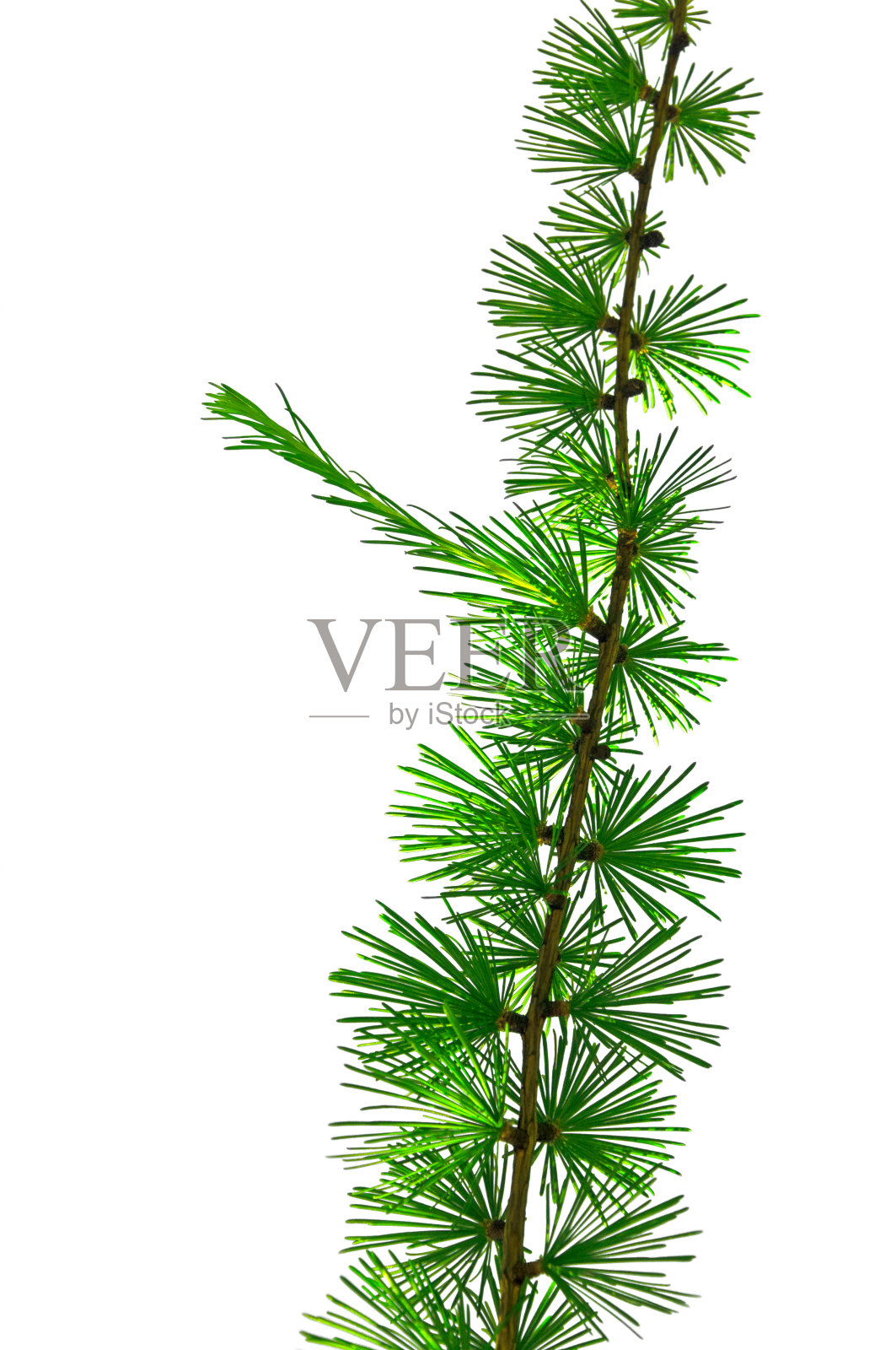 年轻的落叶松树枝与绿色针叶被太阳照亮在一个白色孤立的背景接近照片摄影图片