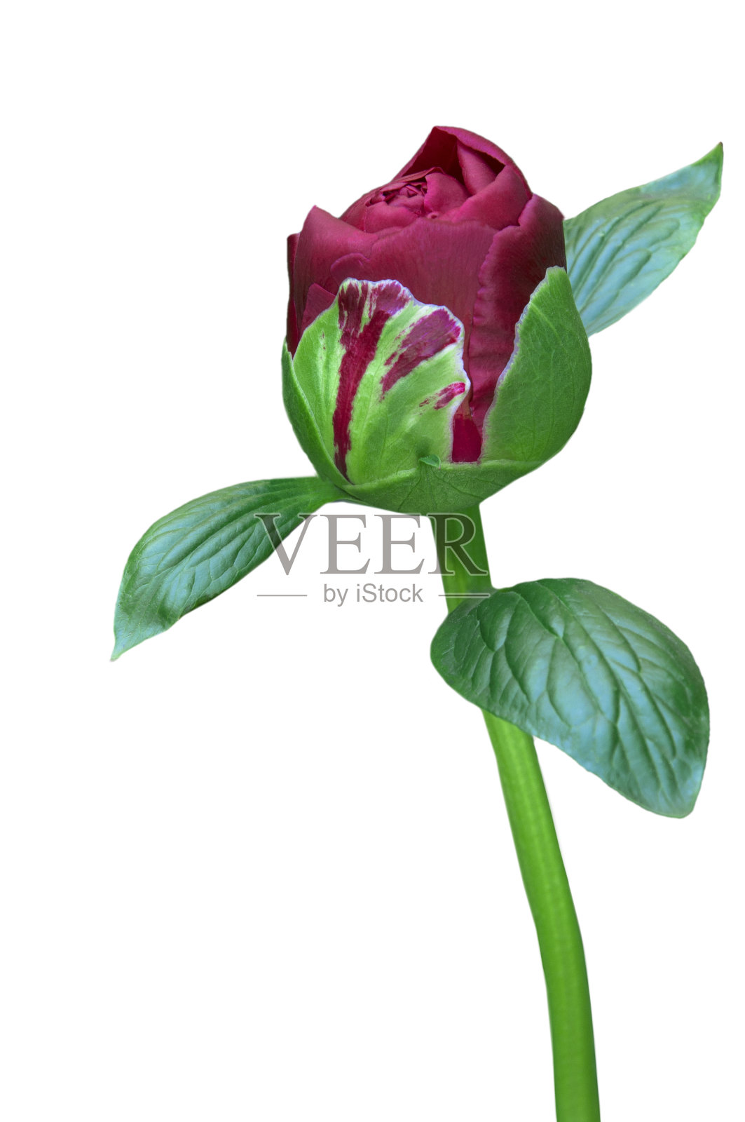 一个红色的牡丹(Paeónia)芽与绿色的叶子在一个白色孤立的背景关闭照片摄影图片