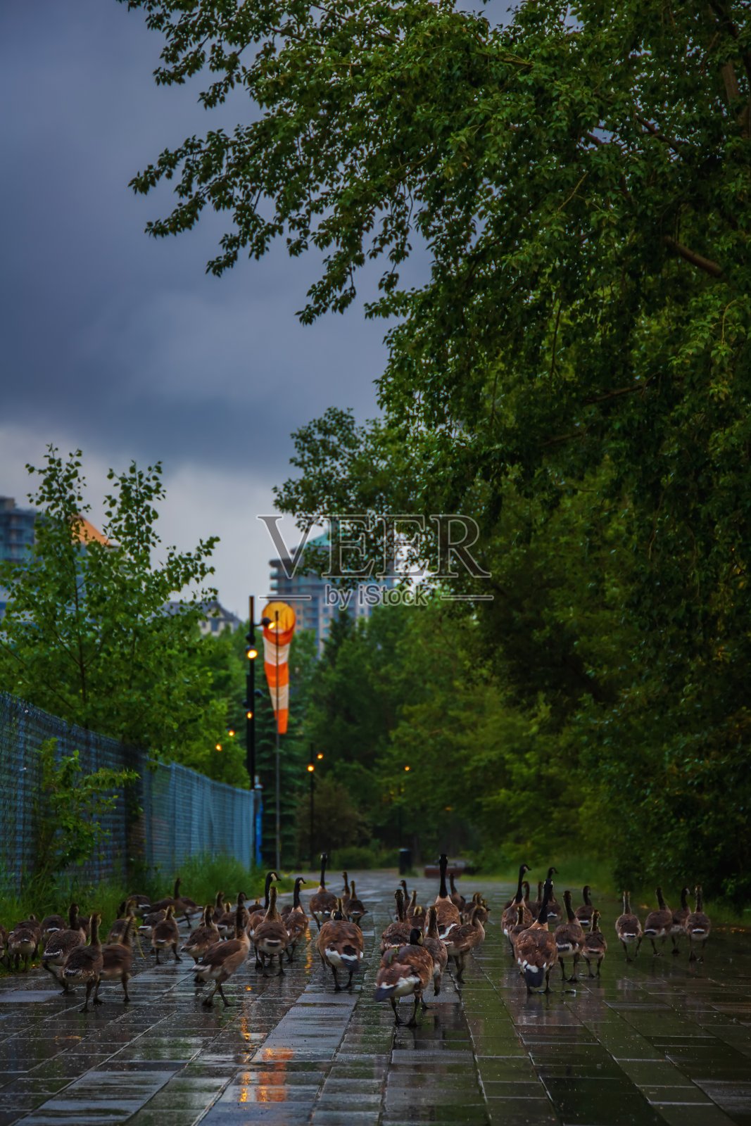 一群叽叽喳喳的鹅走在城市的街道上照片摄影图片