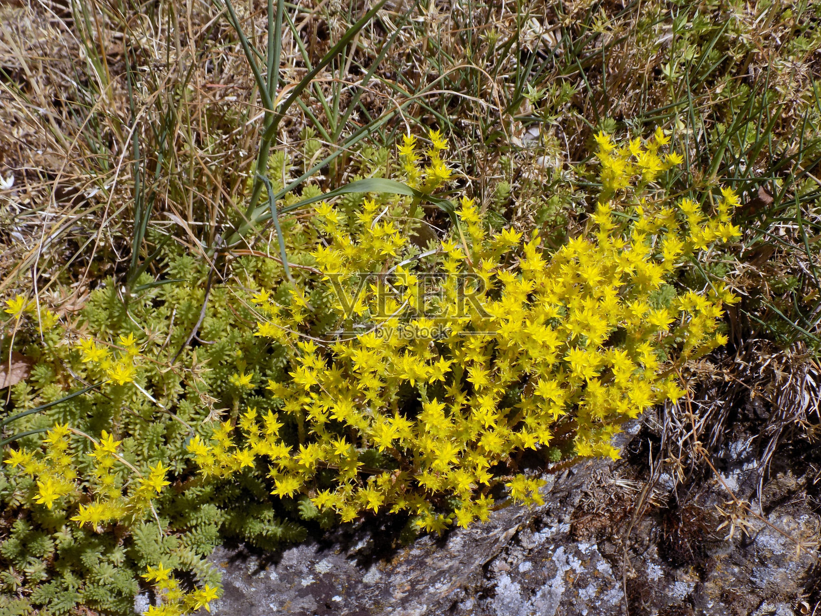 黄景天，又称无味景天照片摄影图片
