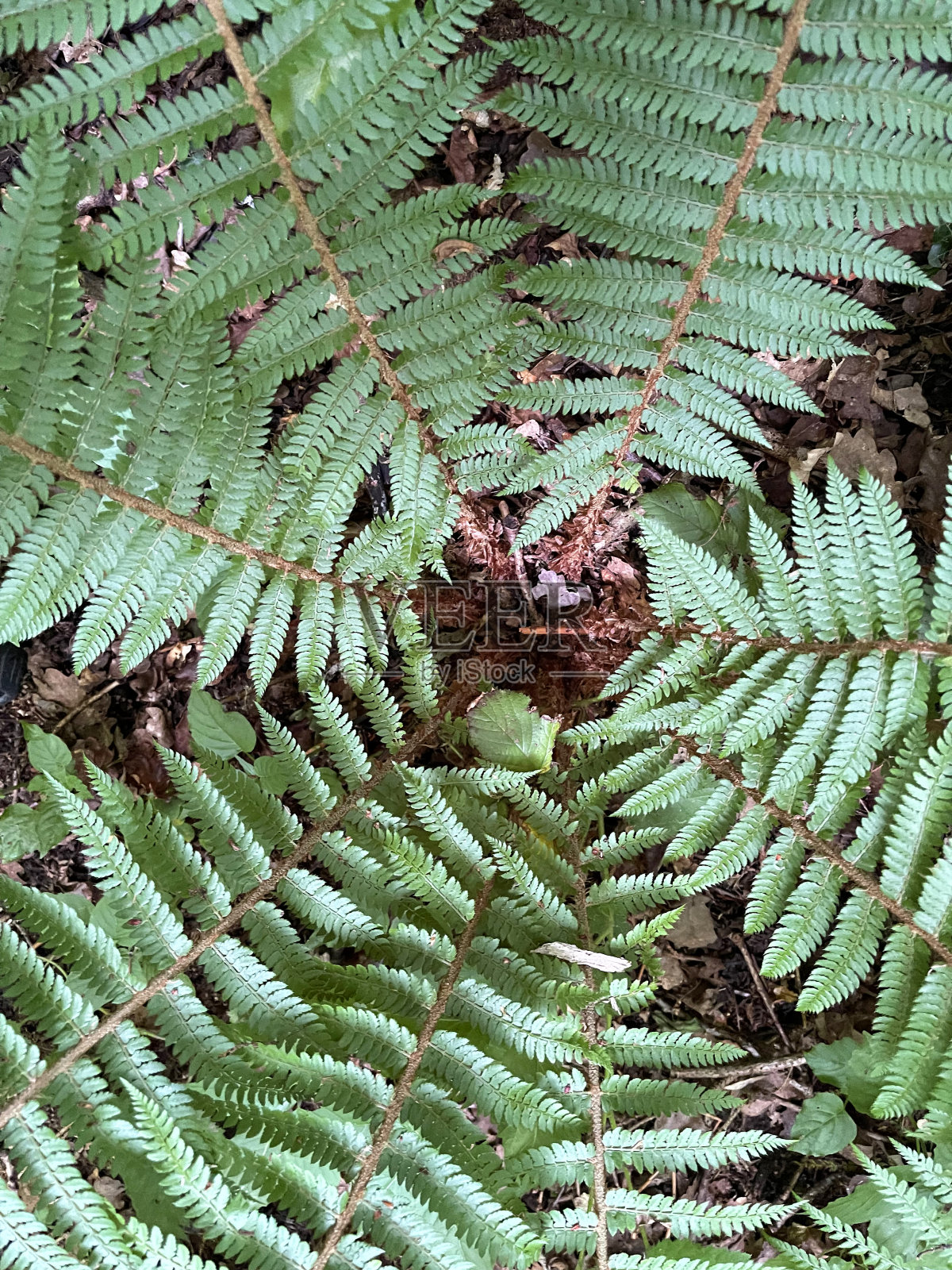 蕨迷-夏天在萨默塞特，英格兰，英国照片摄影图片