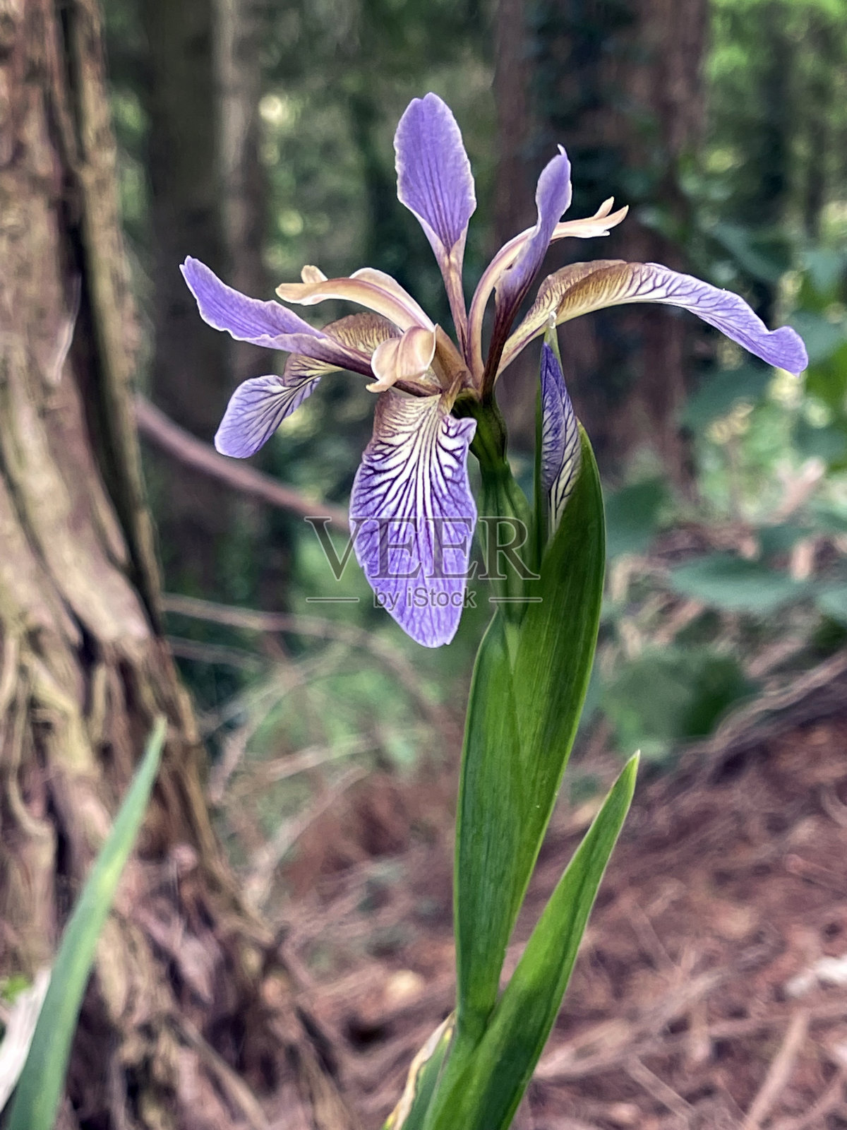 野生鸢尾-夏天在萨默塞特，英格兰，英国照片摄影图片