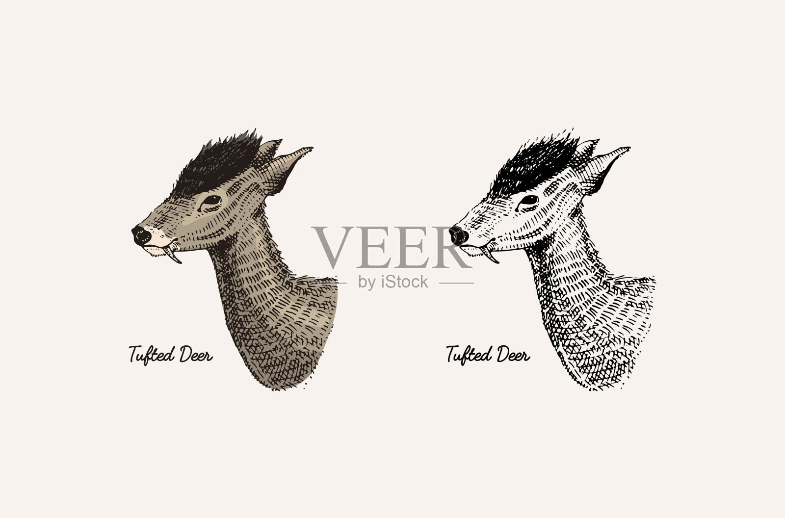 角和角动物，黑斑羚，瞪羚和插画图片素材