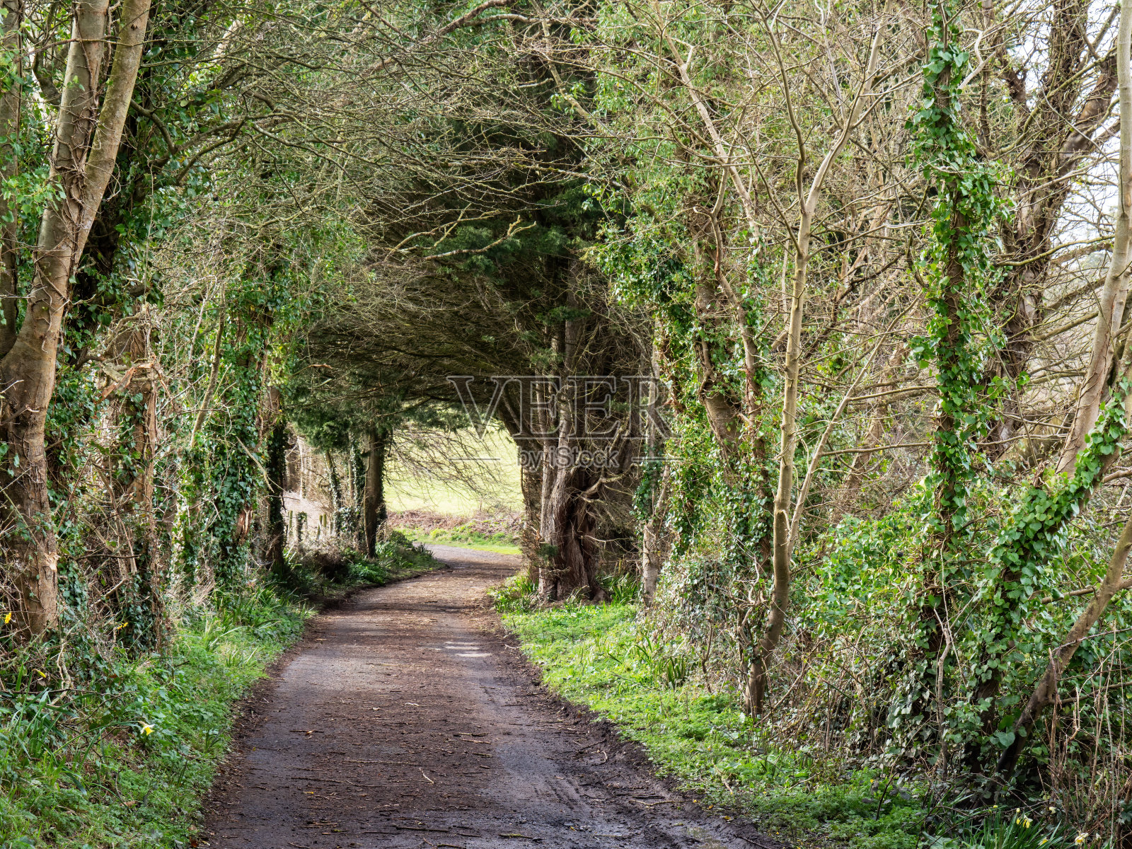 春天泥泞的小路，没有人的英国。照片摄影图片