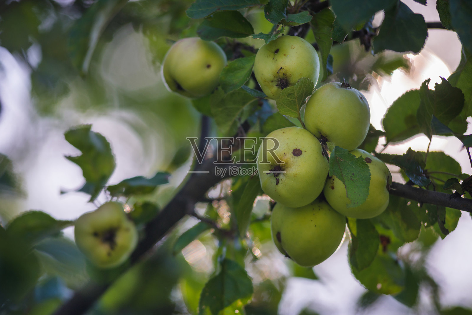 苹果在树上照片摄影图片