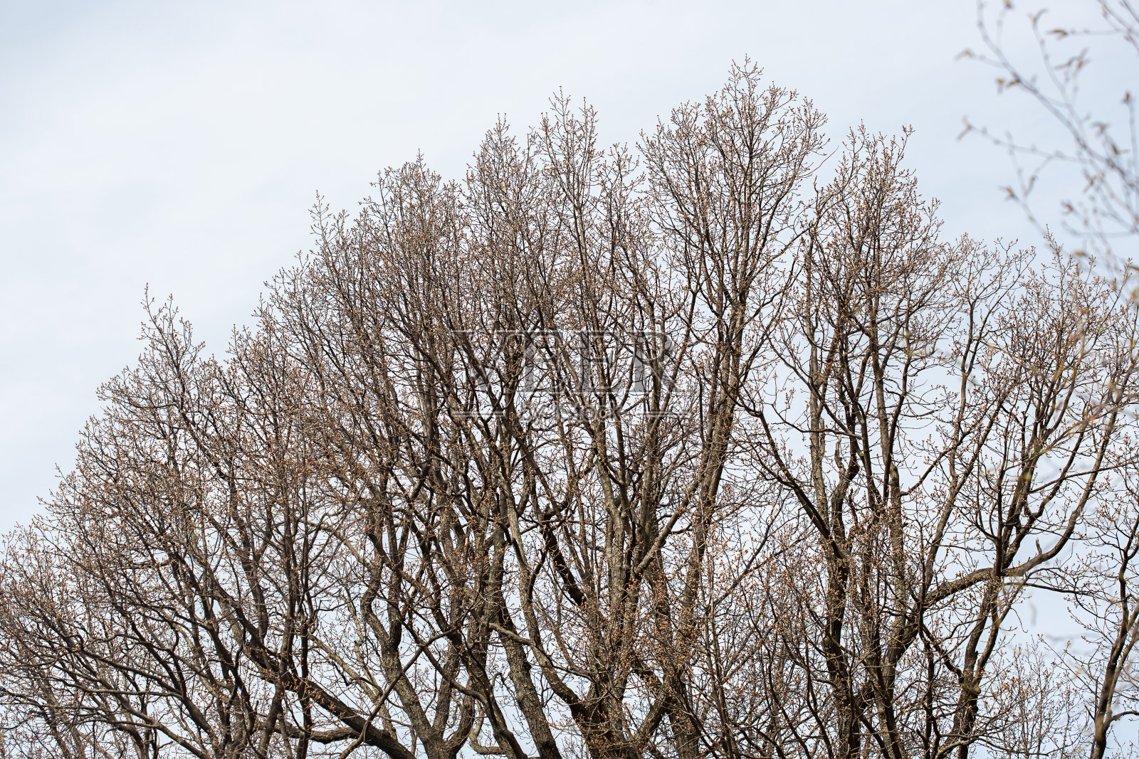 光秃秃的树枝在一个暗蓝灰色的春天天空背景上照片摄影图片