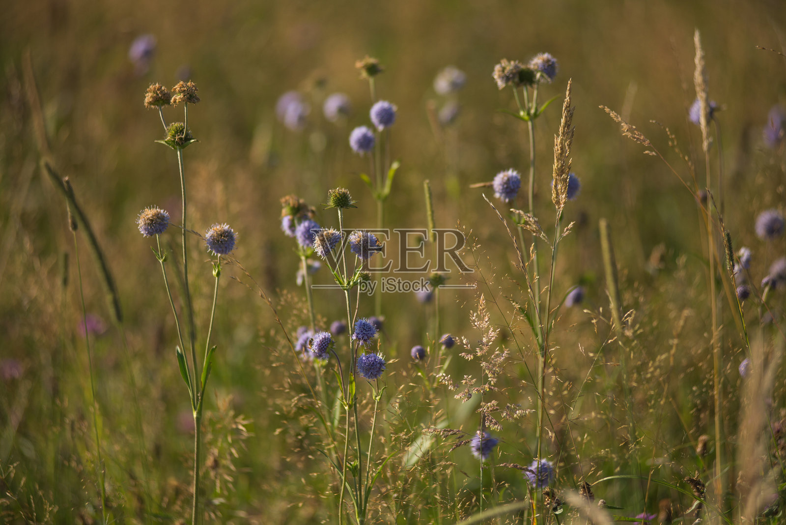 高山草甸的野生草本植物照片摄影图片