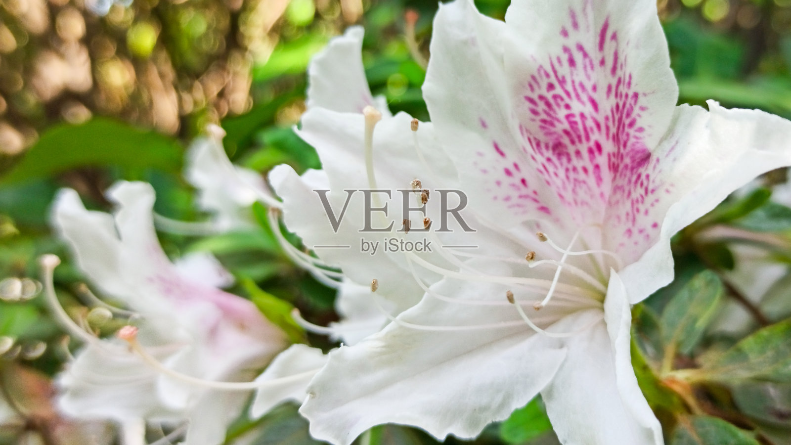 杜鹃花在公园的绿色背景上盛开。模糊的背景上的热带花照片摄影图片