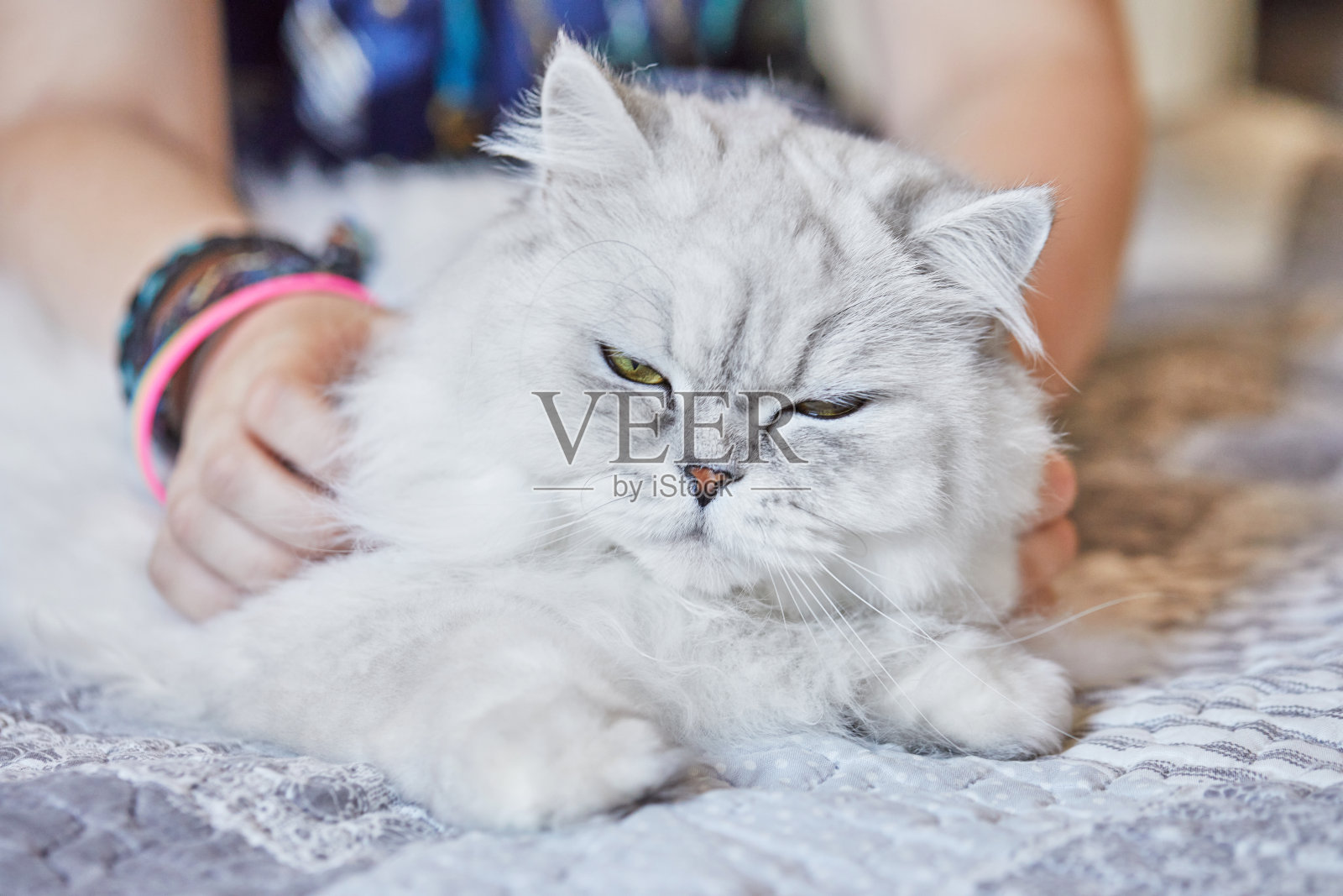 女孩在家抚摸英国长毛白猫照片摄影图片