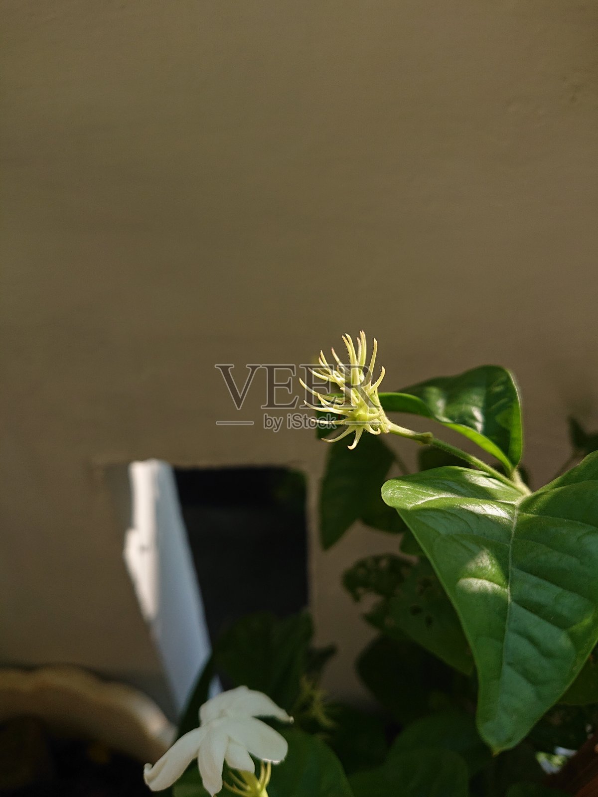 2021年7月4日，印度尼西亚德波克——鲜花基地和茉莉花在绿叶中绽放。照片摄影图片