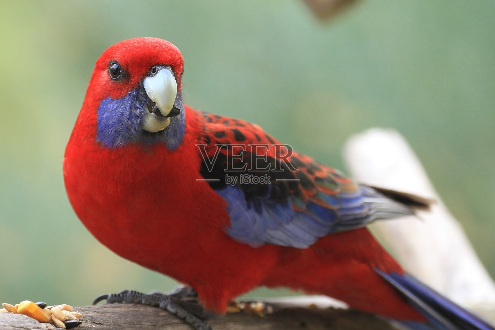 Crimson Rosella的特写照片摄影图片