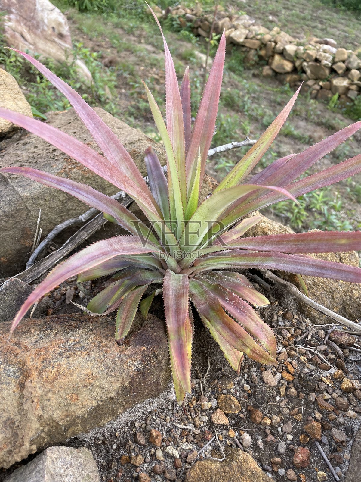 没有果实的菠萝植物照片摄影图片