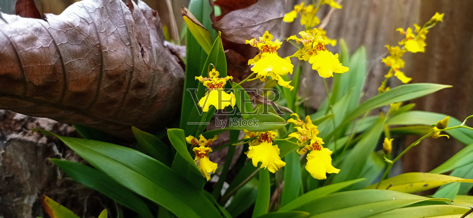 美丽的黄色的兰花照片摄影图片