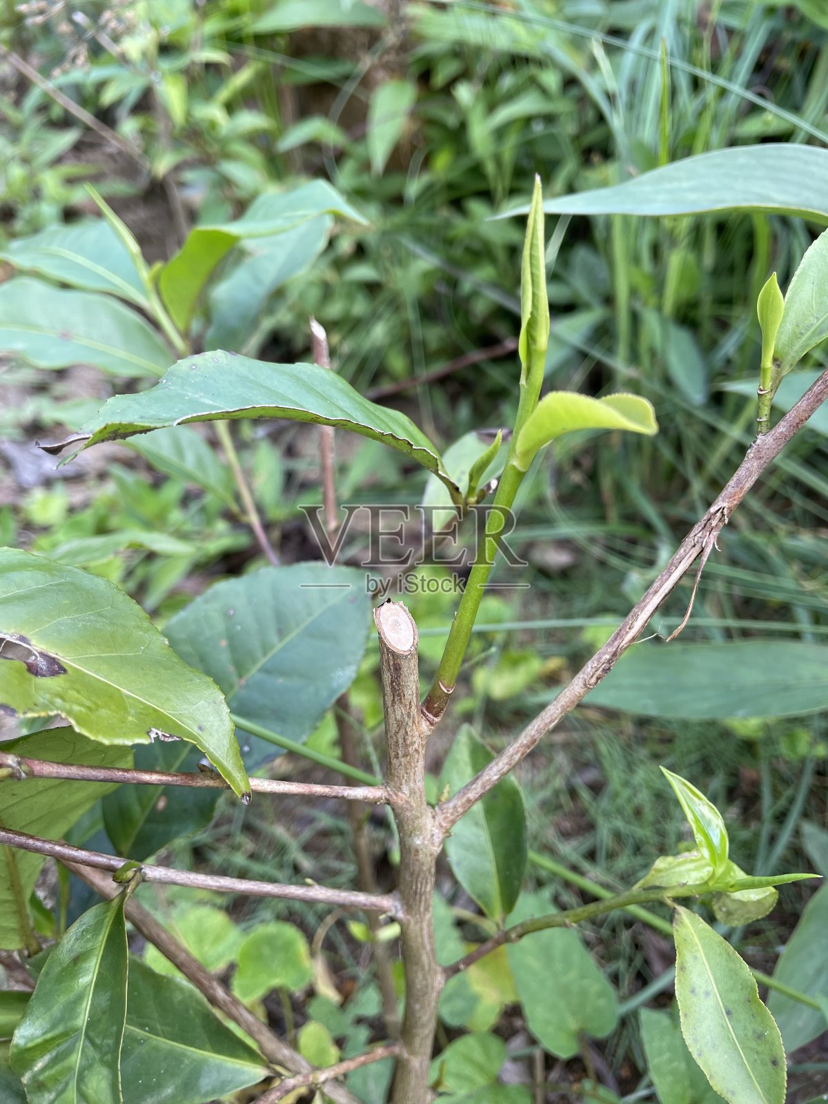 茶树的特写照片摄影图片