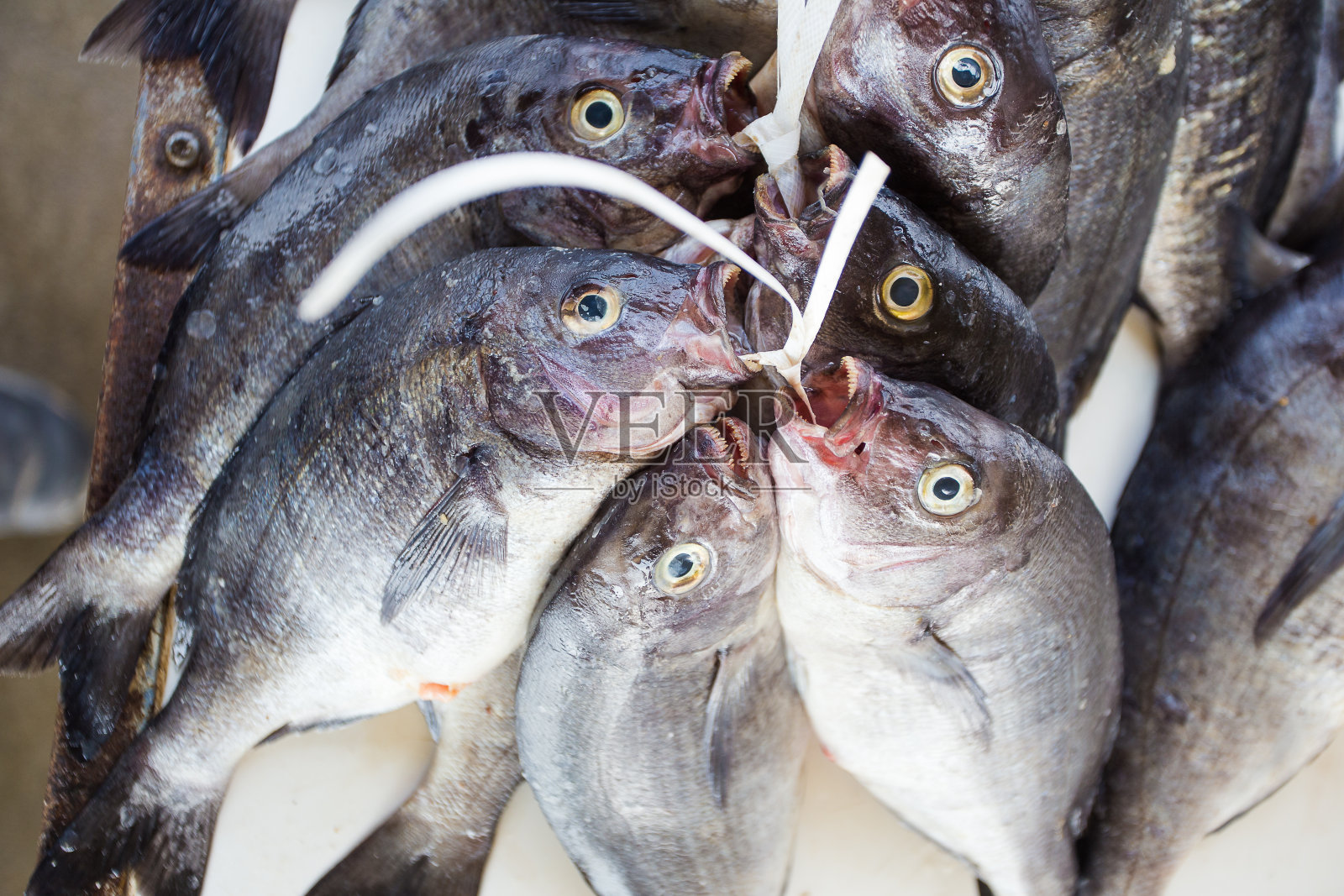 在南非西开普省开普敦的Kalkbay鱼市，一群新鲜捕获的鱼的特写照片照片摄影图片