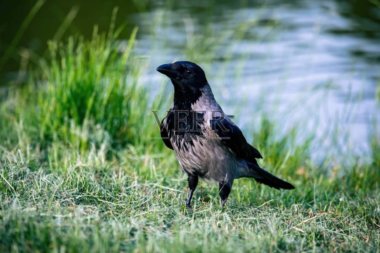 冠乌鸦(Corvus cornix)照片摄影图片