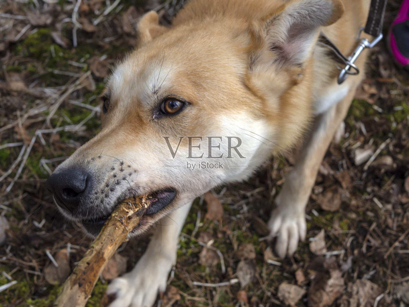 姜的宠物狗照片摄影图片