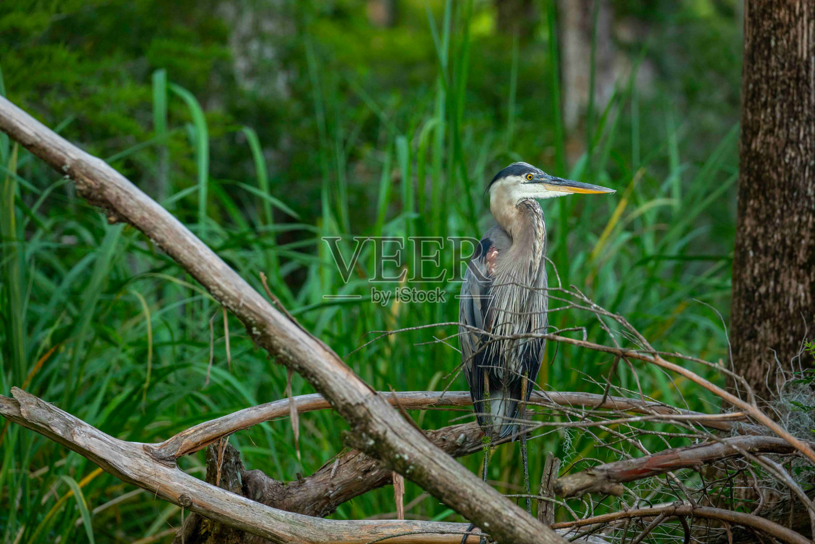 大蓝鹭栖息在湖边的树枝上照片摄影图片