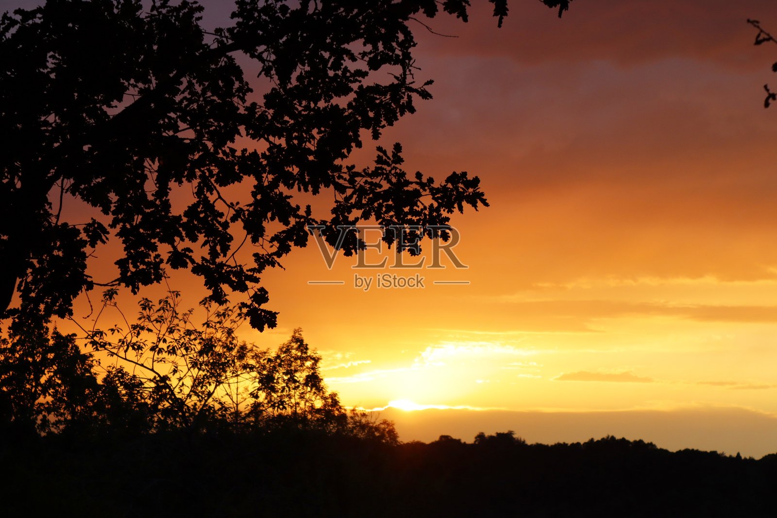 美丽的夏日日落和树木照片摄影图片