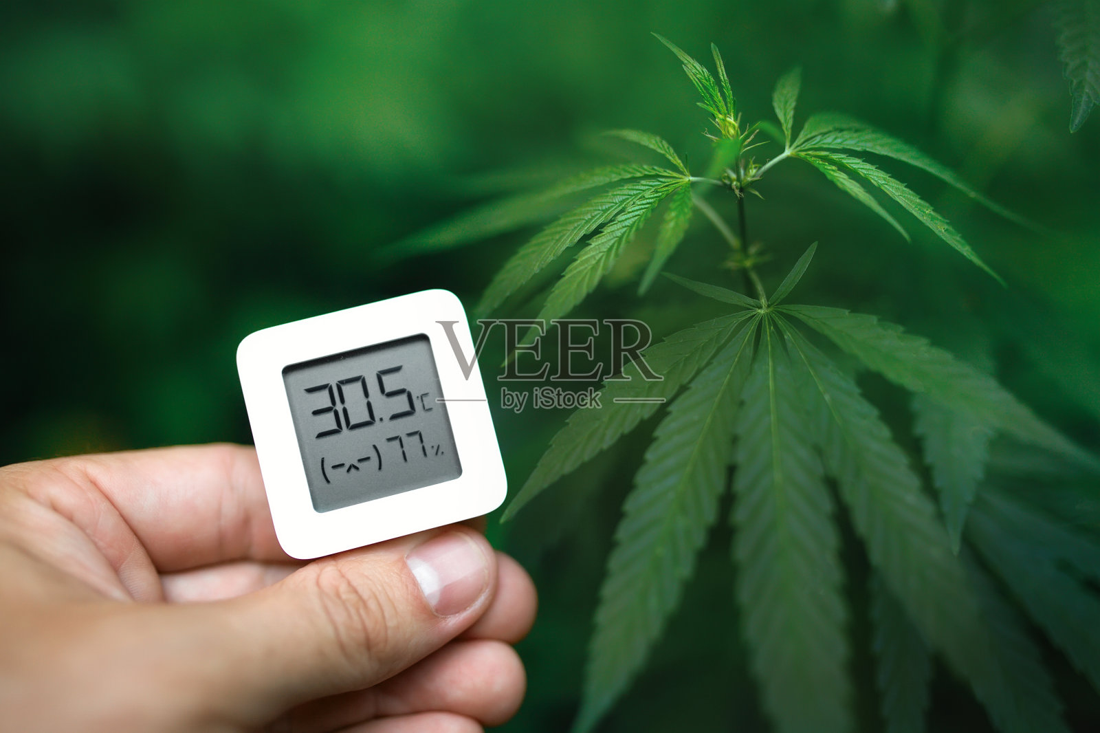 手持一个电子设备，用于测量绿色大麻种植园的湿度和温度。水温仪用于监测药用大麻植物的生长发育照片摄影图片