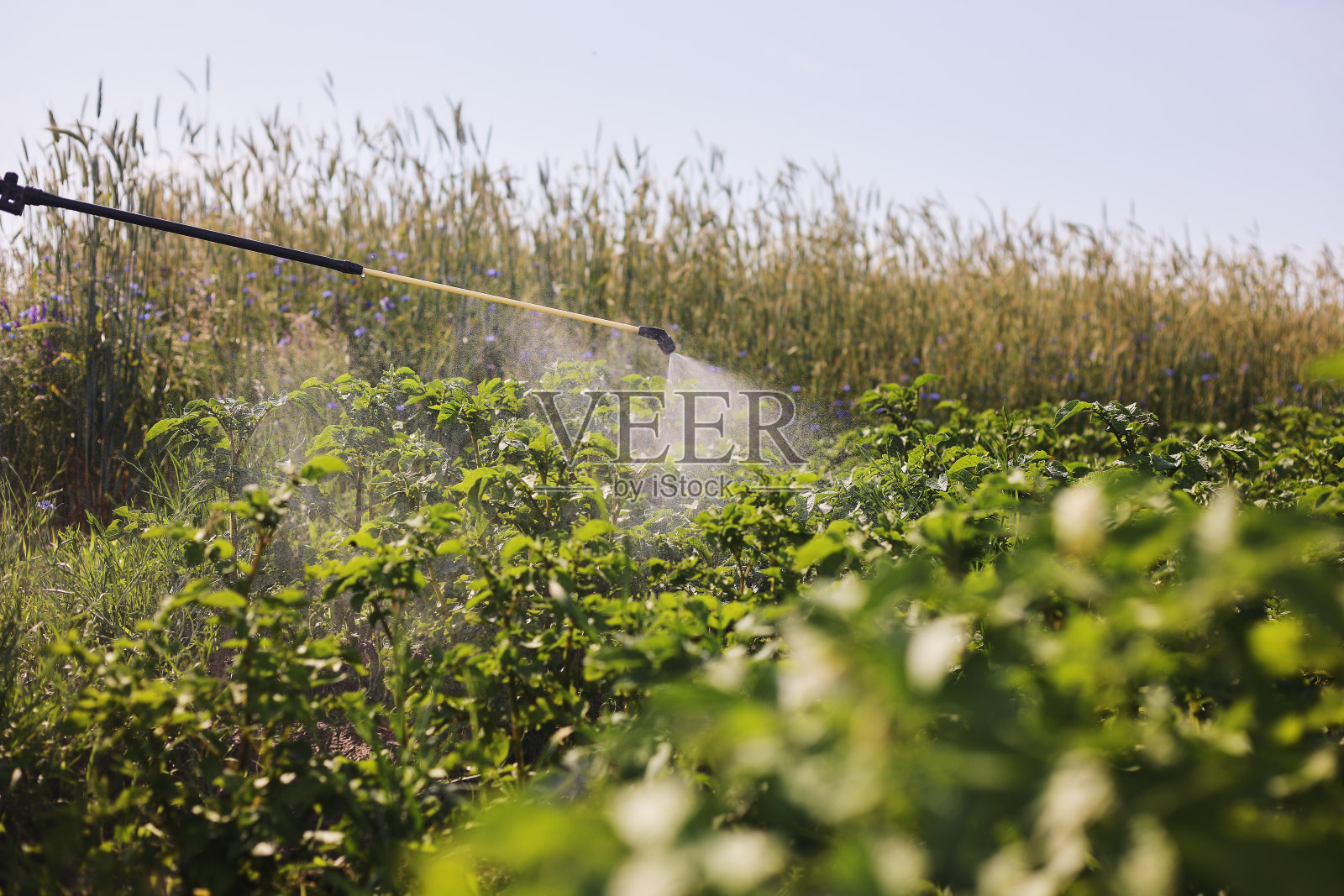 一位农民用喷雾器对付马铃薯种植园的害虫和真菌感染。在农业中使用化学药品。农业和农业综合企业。收获处理。保护和照顾照片摄影图片